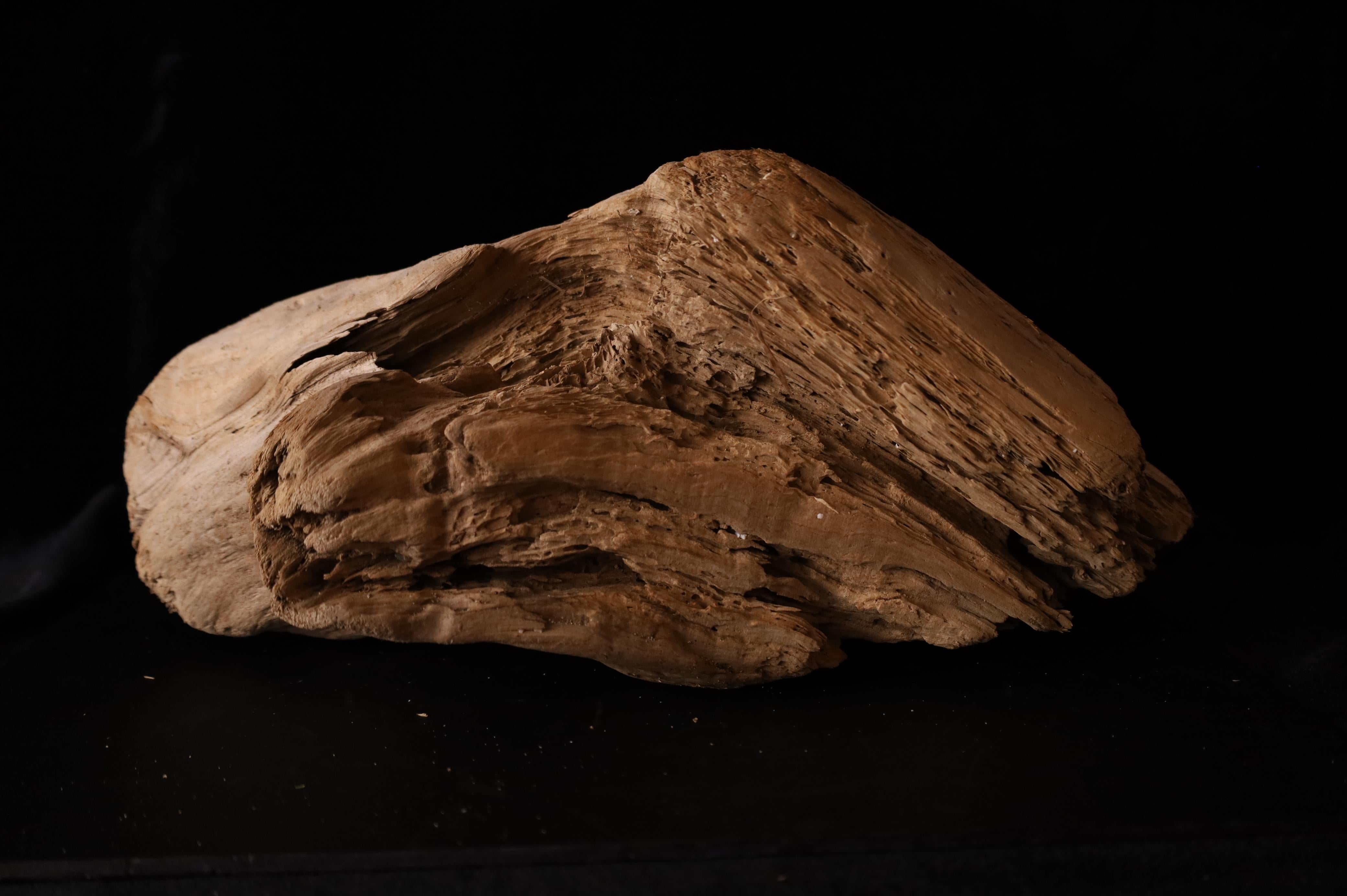 Pezzo scultoreo Nature - Dinamica decorativa Old Sun Driftwood sbiancata in vendita 9
