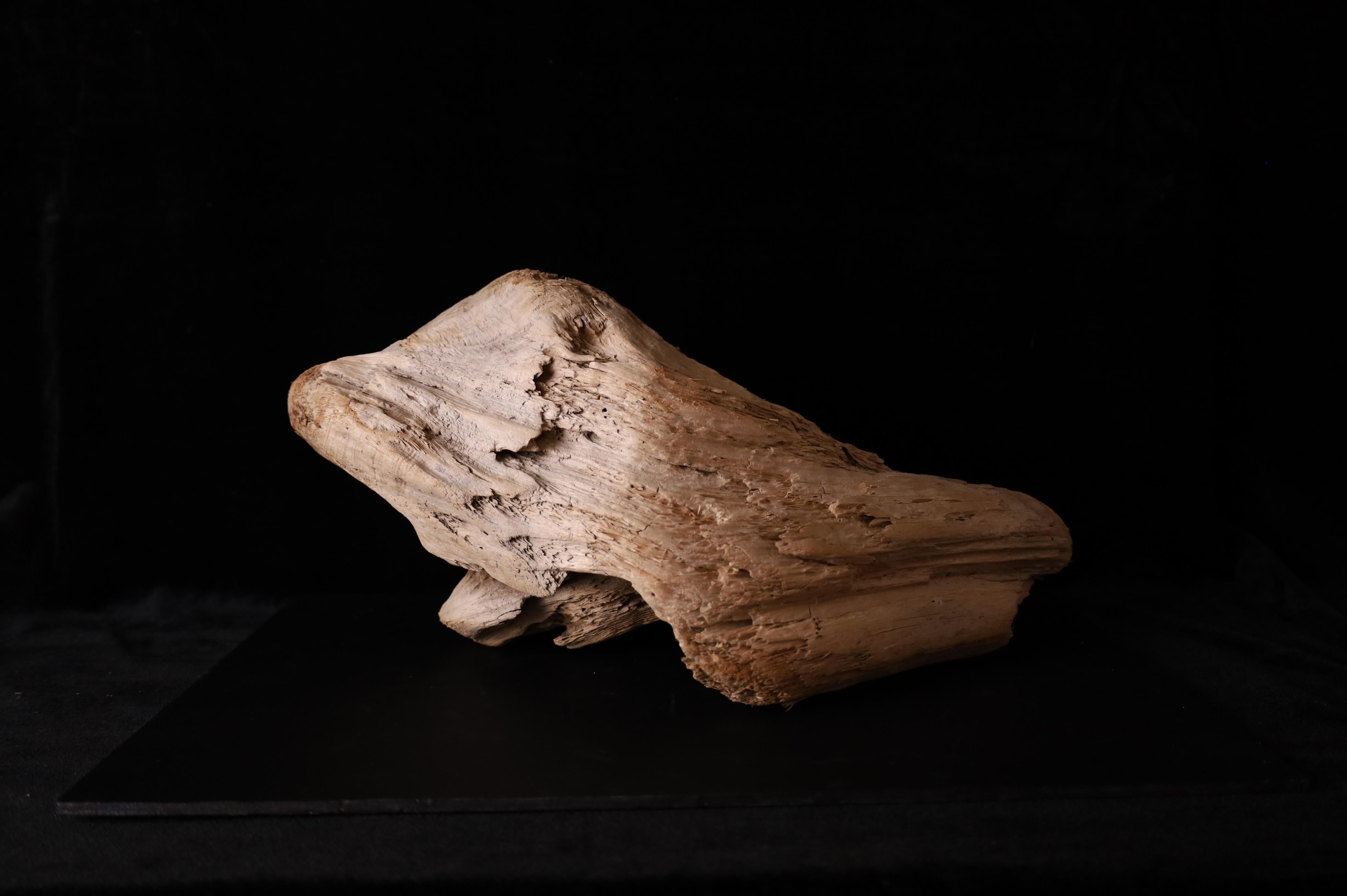 Questo splendido pezzo di vecchio legno giapponese sbiancato dal sole incarna la bellezza dell'arte della natura. Modellato dal tempo, dal vento e dall'acqua, presenta una forma organica e scultorea con una texture ricca e rovinata dagli agenti