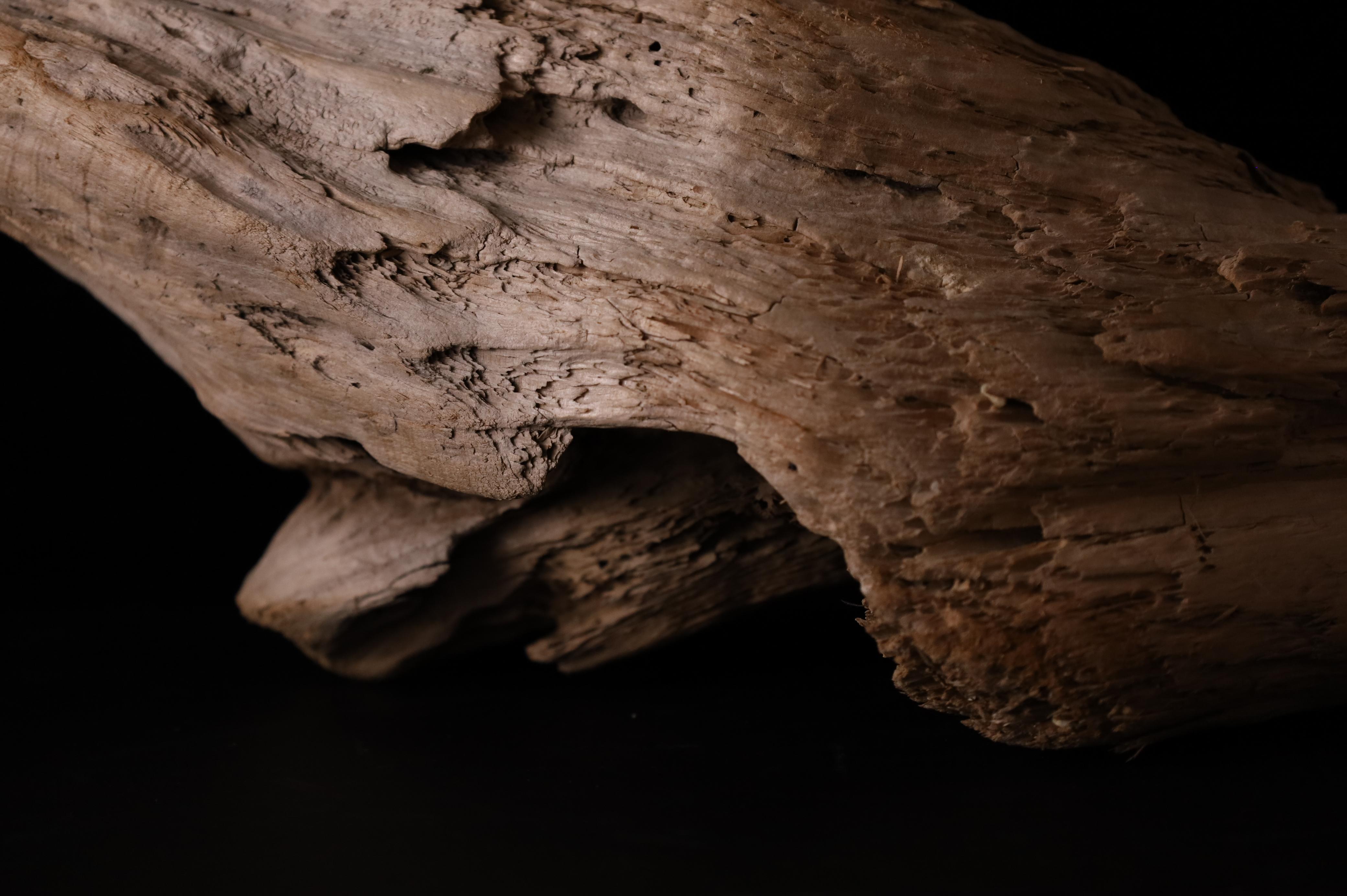 Pezzo scultoreo Nature - Dinamica decorativa Old Sun Driftwood sbiancata In condizioni buone in vendita a Fukuoka, JP