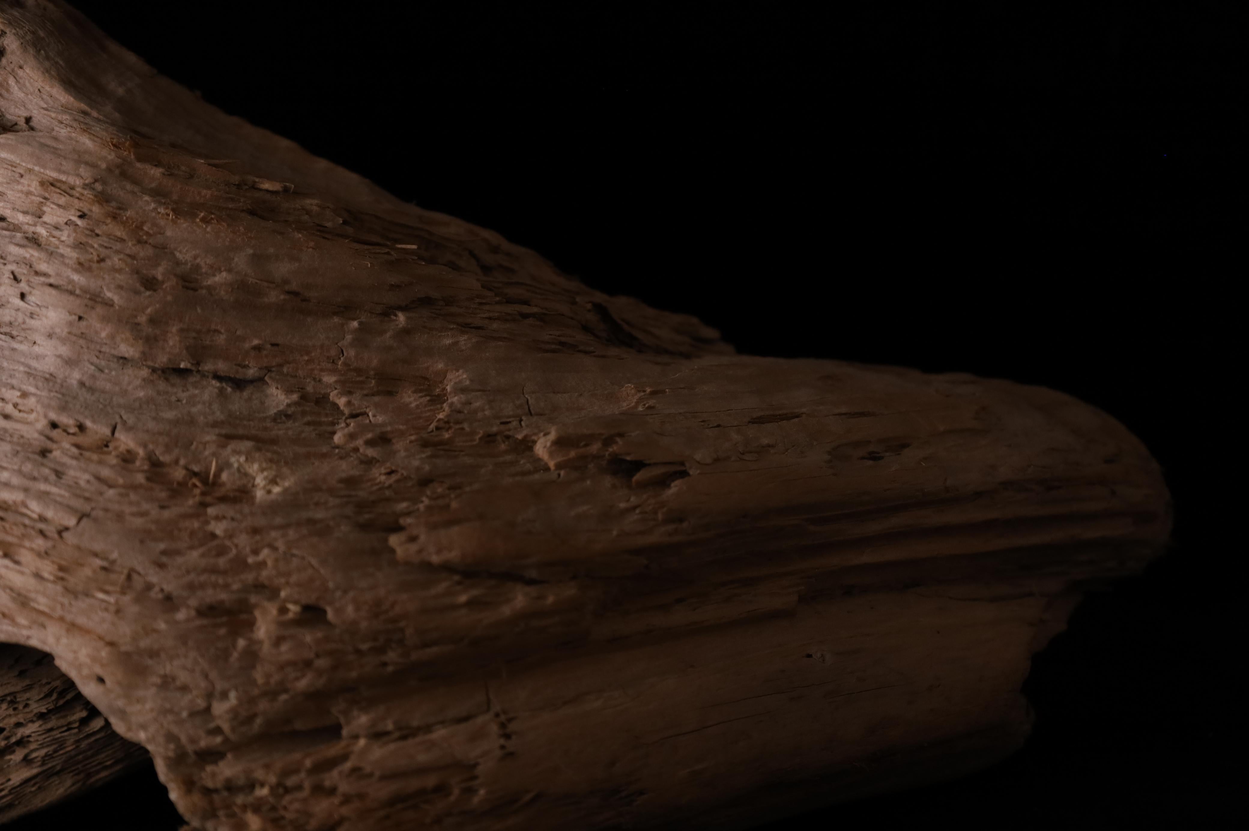 XX secolo Pezzo scultoreo Nature - Dinamica decorativa Old Sun Driftwood sbiancata in vendita