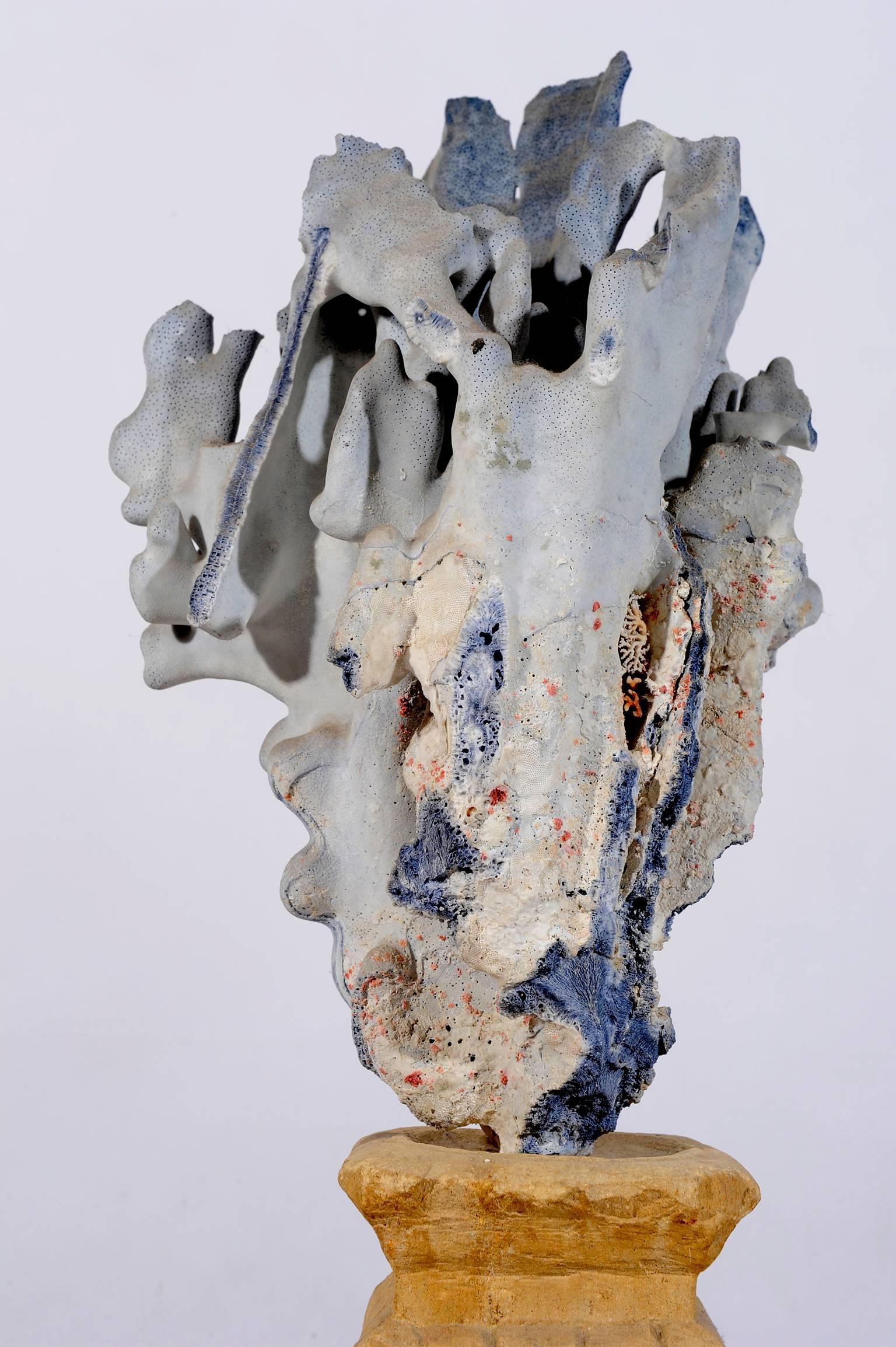 Natural Sculpture: Blue Coral  Madrepora and Shells on a Stone Capitel In Good Condition In Alessandria, Piemonte