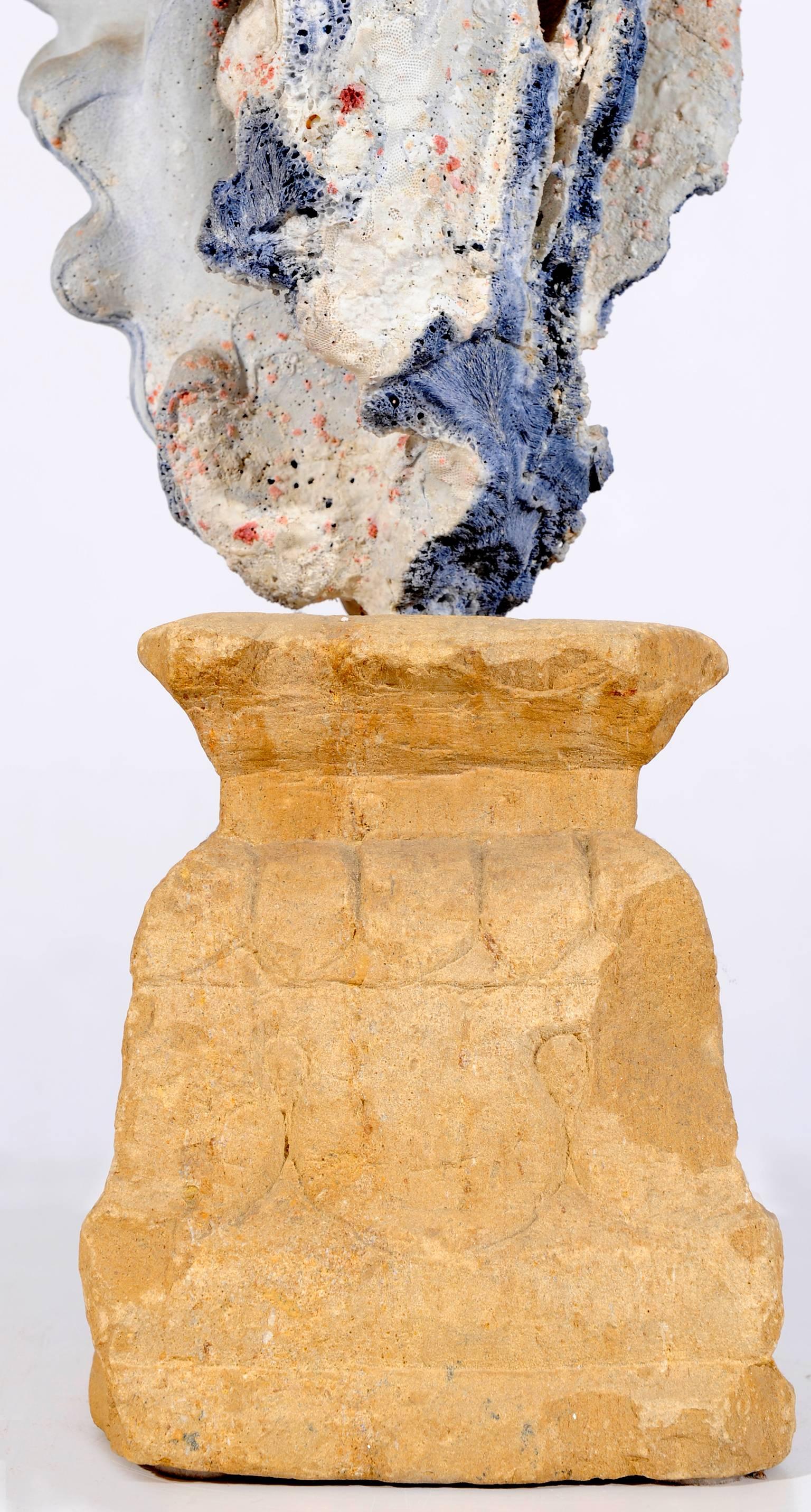 Contemporary Natural Sculpture: Blue Coral  Madrepora and Shells on a Stone Capitel