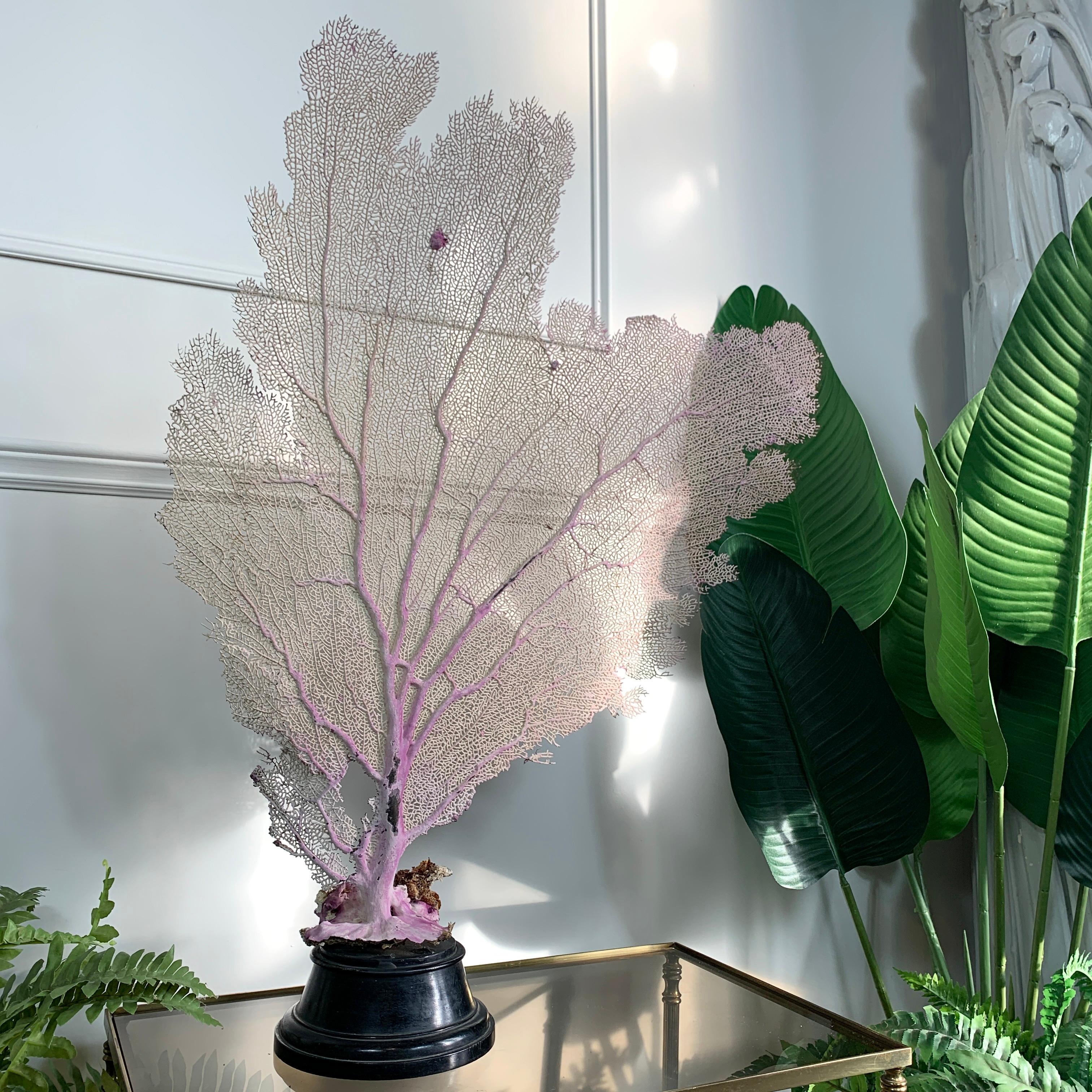 Purple Sea Fan Coral Mounted on an Ebonised Base For Sale 2