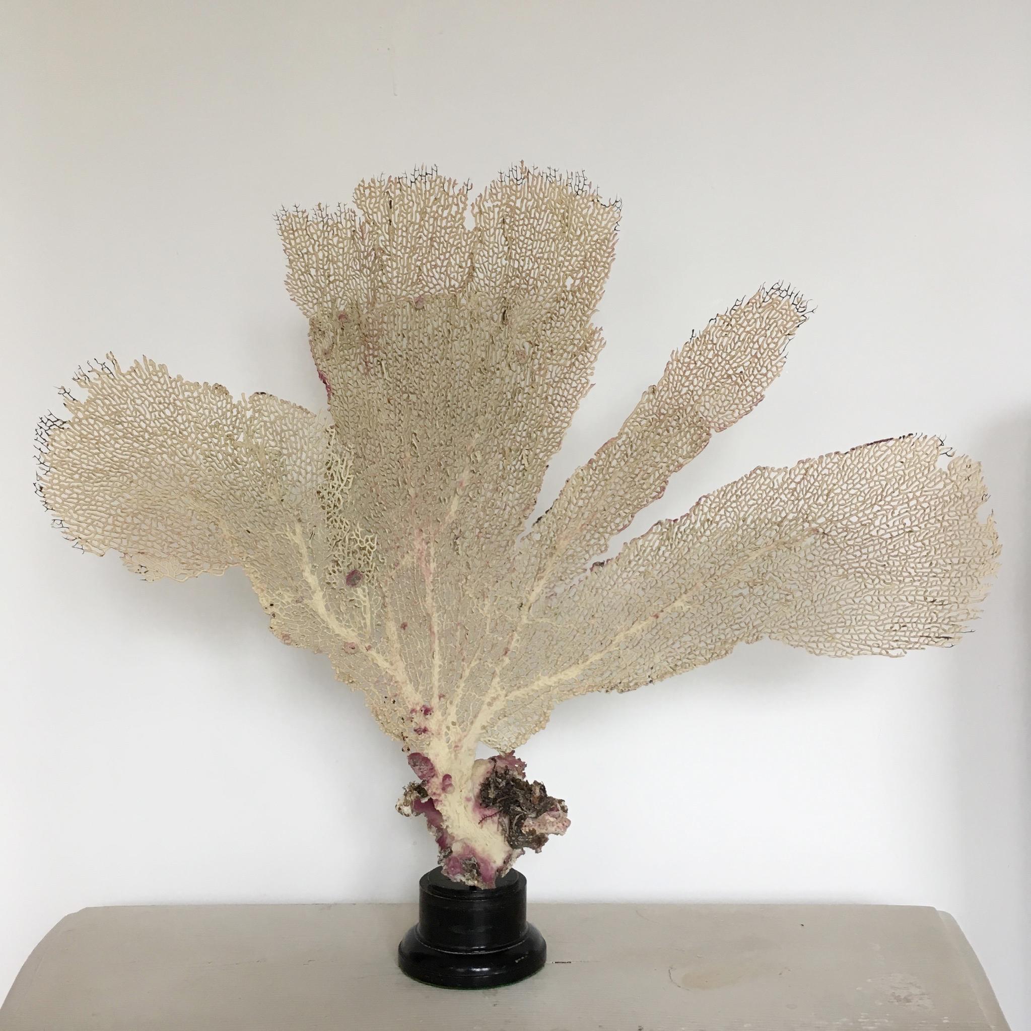 Beautiful natural vintage sea fan coral
Soft cream color with pinky / purple tones
The coral is mounted on an antique ebonized wooden base

Measures: 51cm height
58cm width
9cm base.

