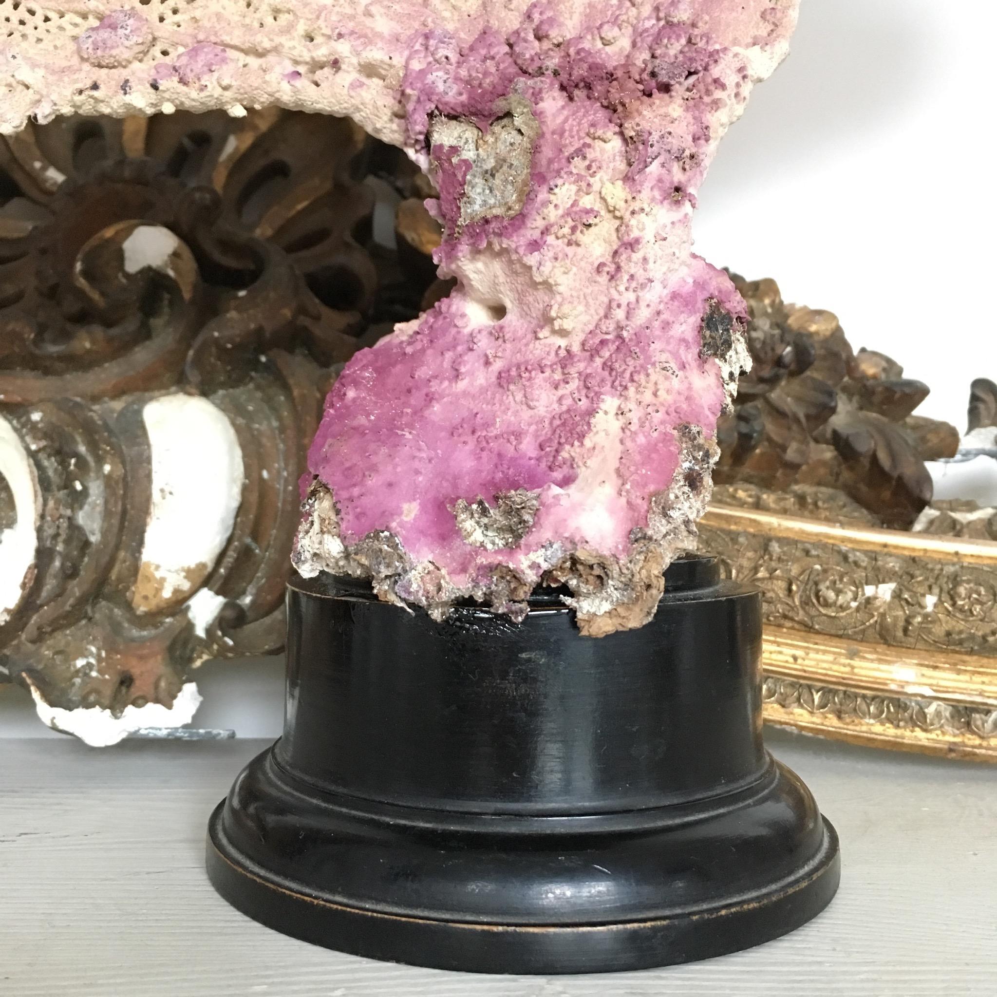 Beautiful natural vintage sea fan coral
Soft pinky / purple color all-over
The coral is mounted on an antique ebonised wooden base.

Measures: 56cm height
59cm width
13cm base.

 