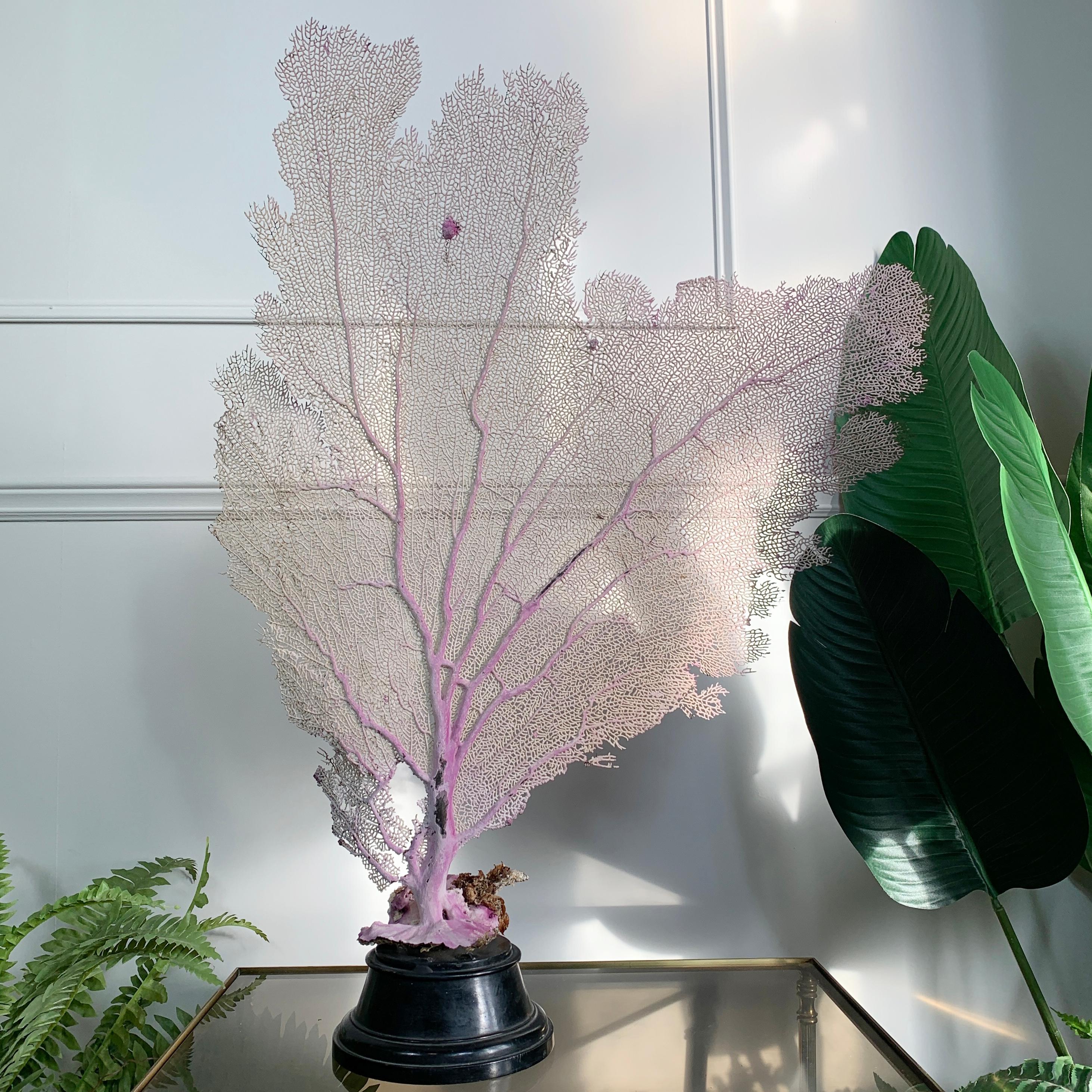 THIS CORAL CAN ONLY BE SHIPPED INSIDE THE UK, NO INTERNATIONAL SHIPPING DUE TO RESTRICTIONS

Beautiful large natural vintage sea fan coral
Soft pinky / purple color 
The coral is mounted on an antique ebonised wooden base.

Measures: 
76cm