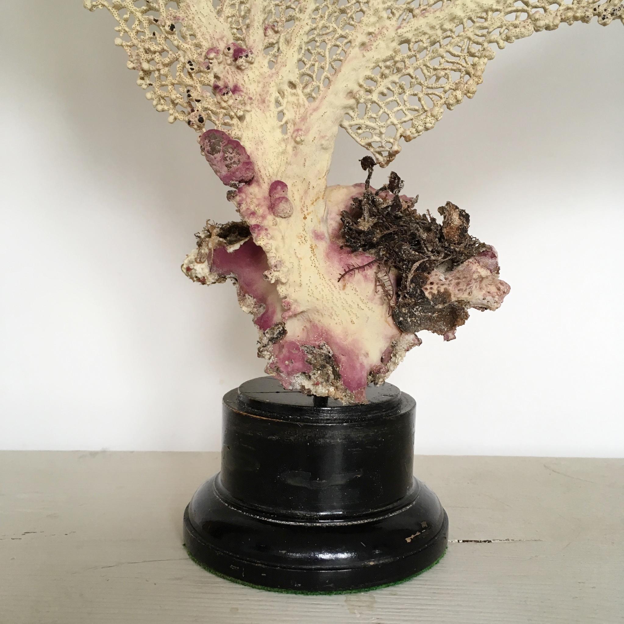 Unknown Natural Sea Fan Coral Mounted on an Ebonized Base