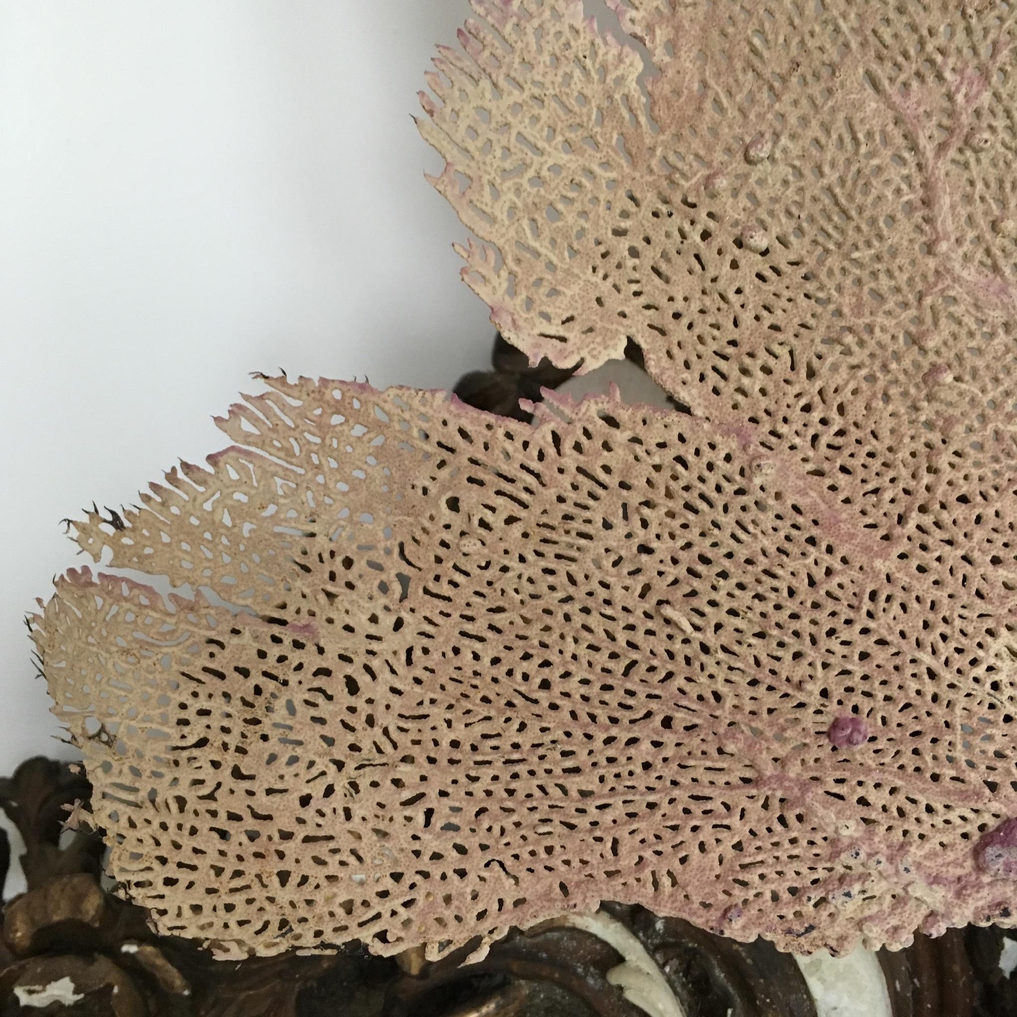 Unknown Natural Sea Fan Coral Mounted on an Ebonised Base