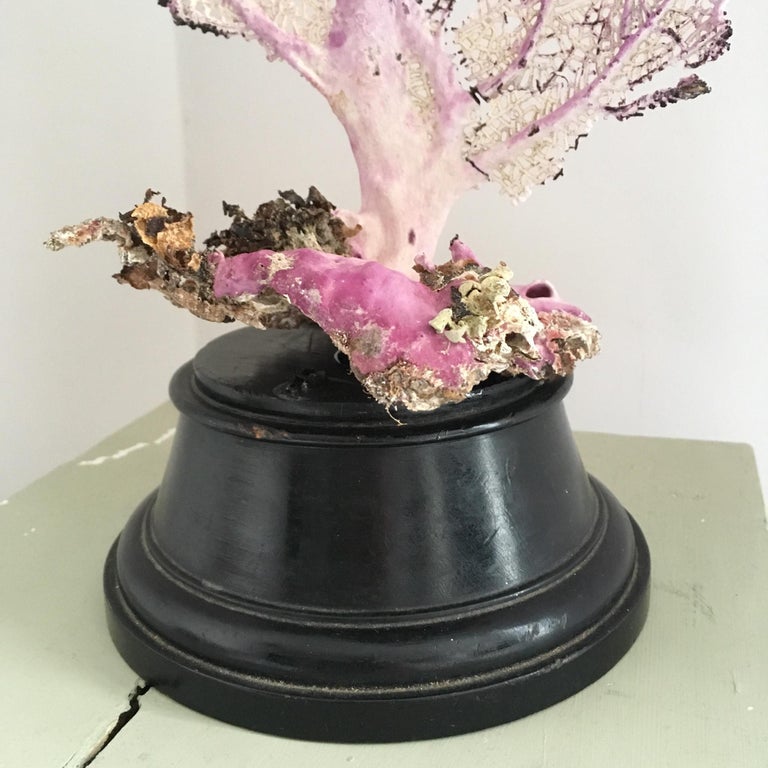 Natural Sea Fan Coral Mounted on an Ebonised Base For Sale at 1stDibs