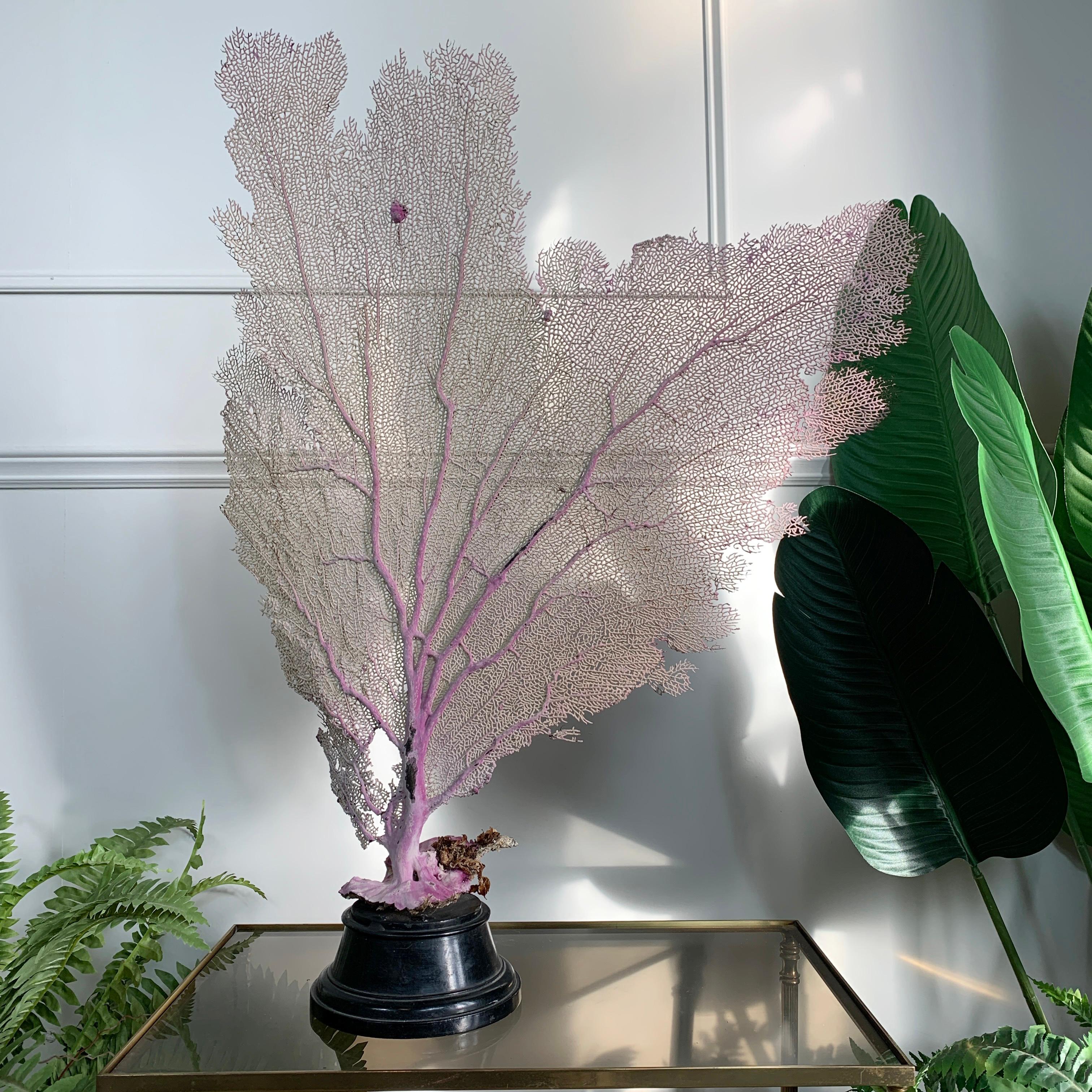 purple fan coral