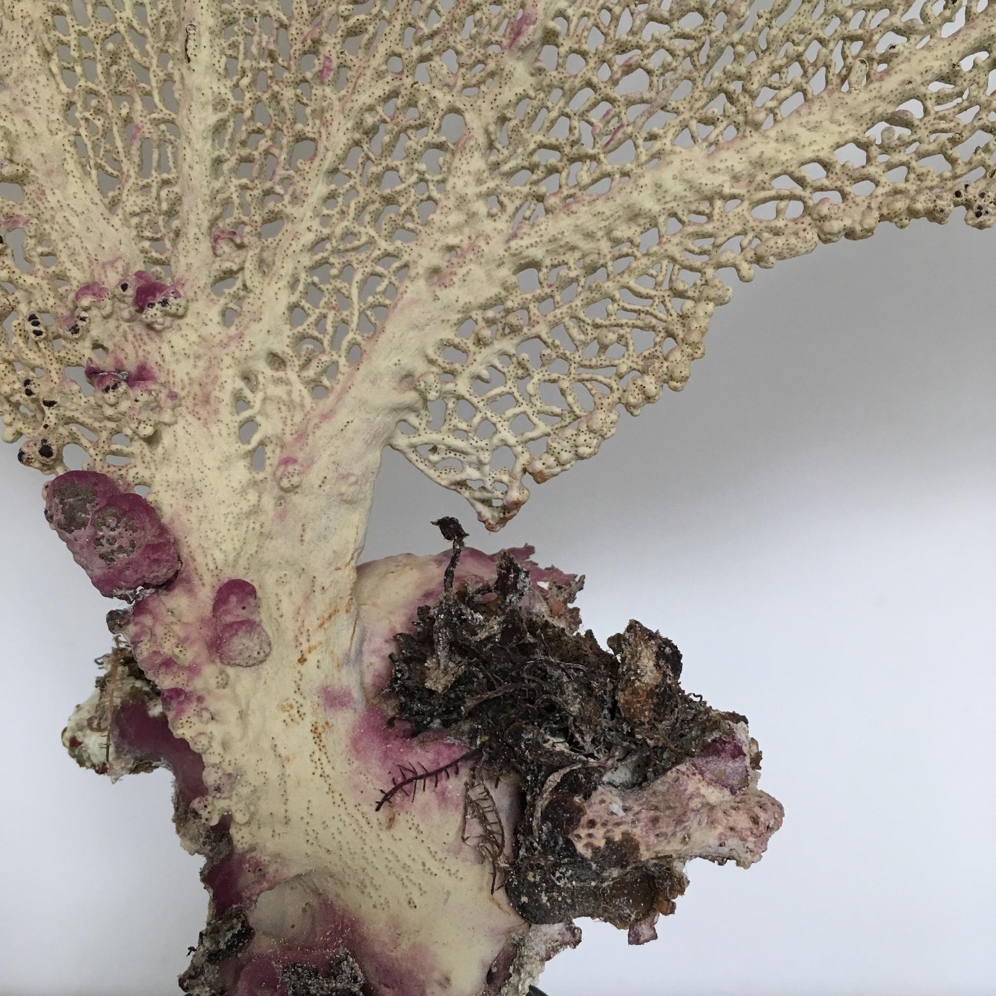 Natural Sea Fan Coral Mounted on an Ebonized Base In Good Condition In Hastings, GB