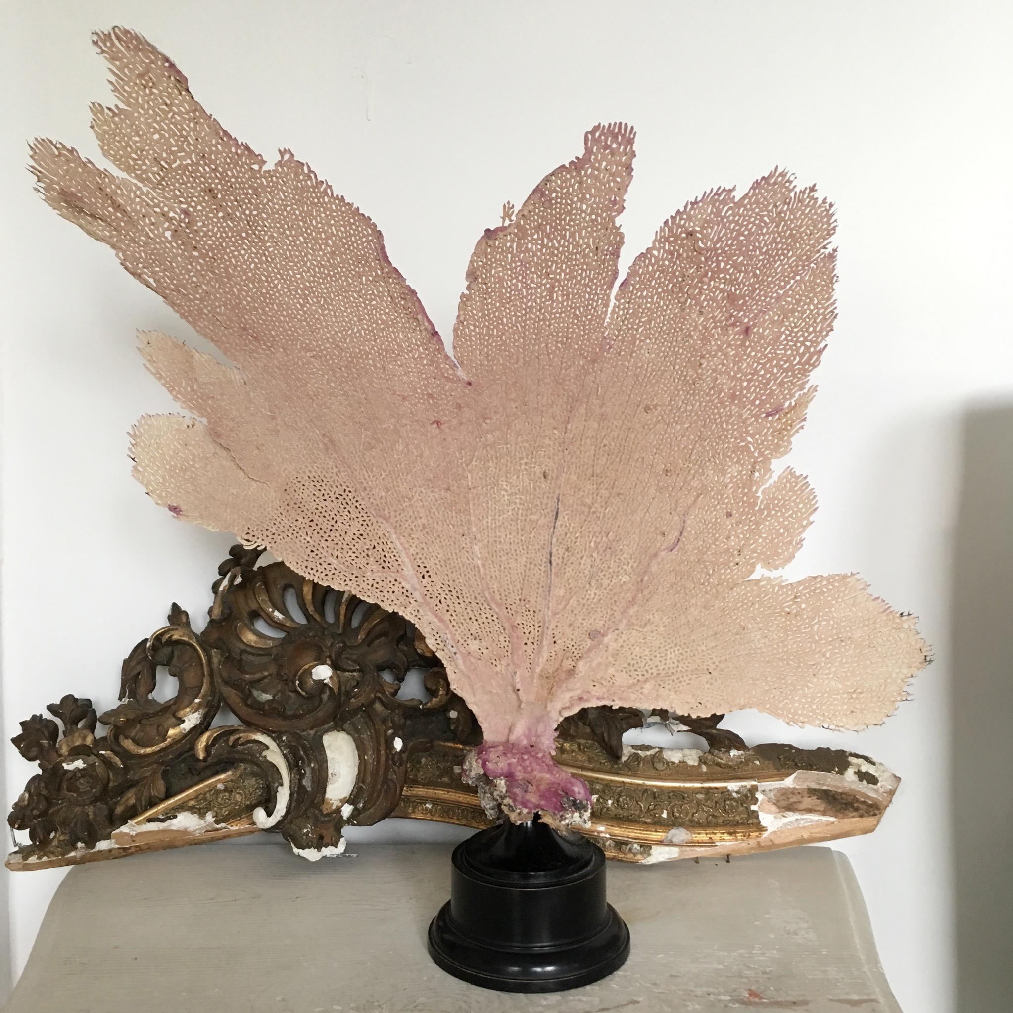 19th Century Natural Sea Fan Coral Mounted on an Ebonised Base