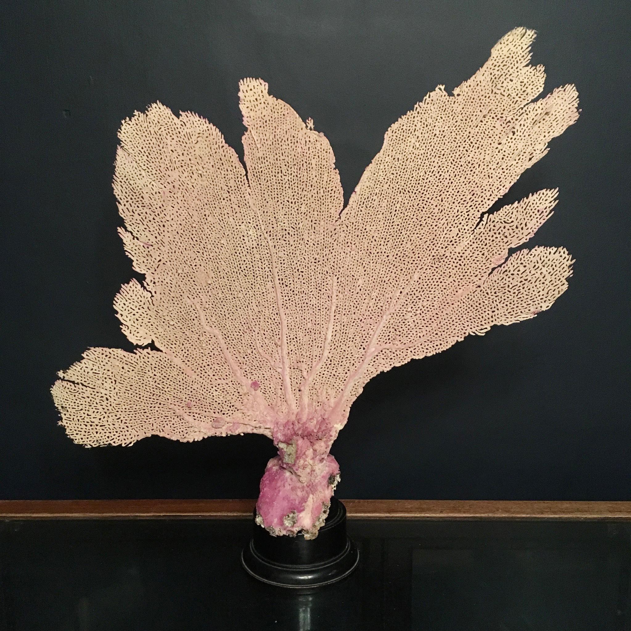 Natural Sea Fan Coral Mounted on an Ebonised Base 1