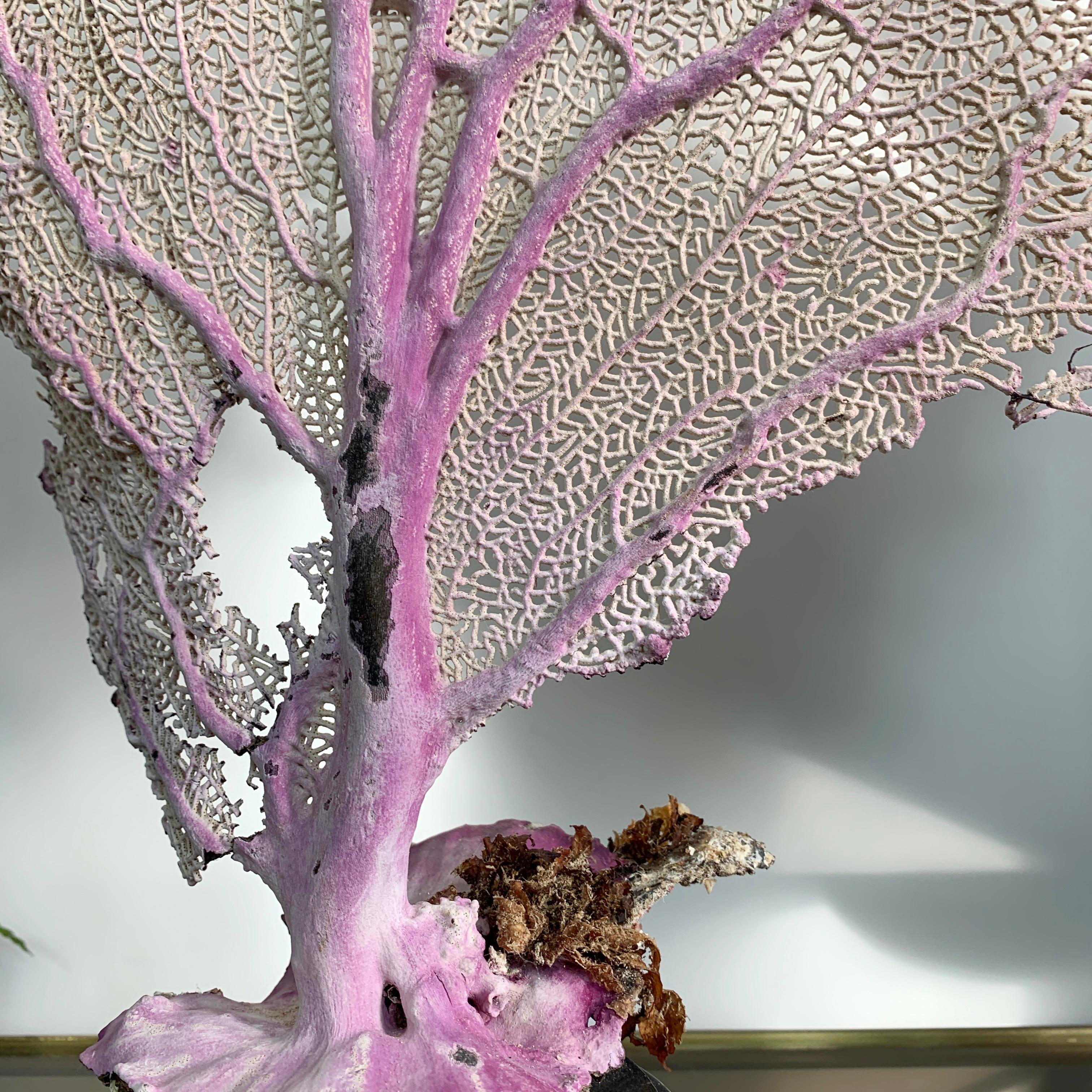 Corail Éventail de mer violet monté sur une base ébénisée en vente