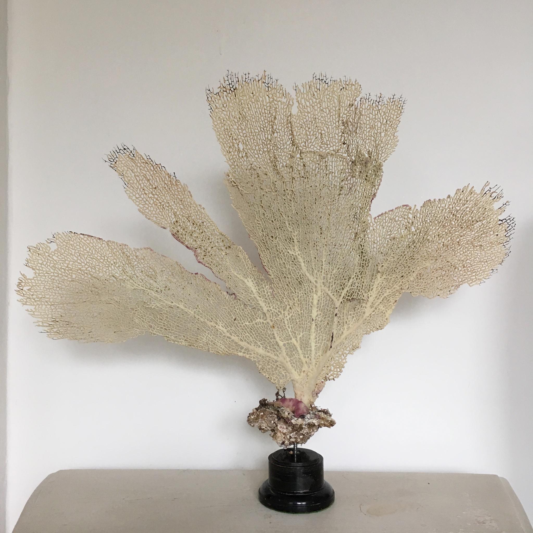 Natural Sea Fan Coral Mounted on an Ebonized Base 2