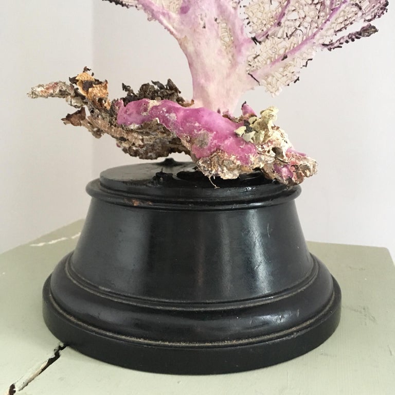 Natural Sea Fan Coral Mounted on an Ebonised Base For Sale at 1stDibs