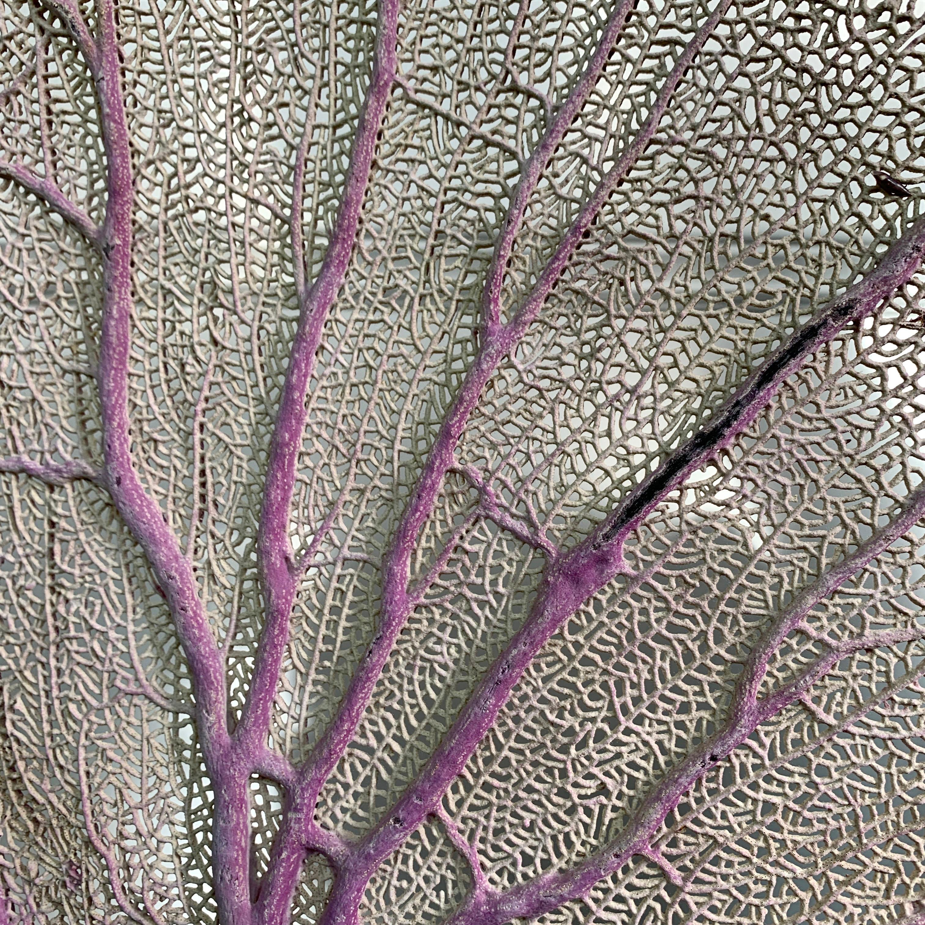Purple Sea Fan Coral Mounted on an Ebonised Base In Good Condition For Sale In Hastings, GB