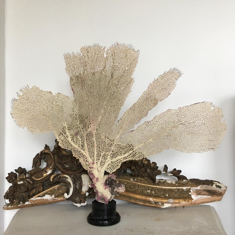 Natural Sea Fan Coral Mounted on an Ebonized Base For Sale at 1stdibs