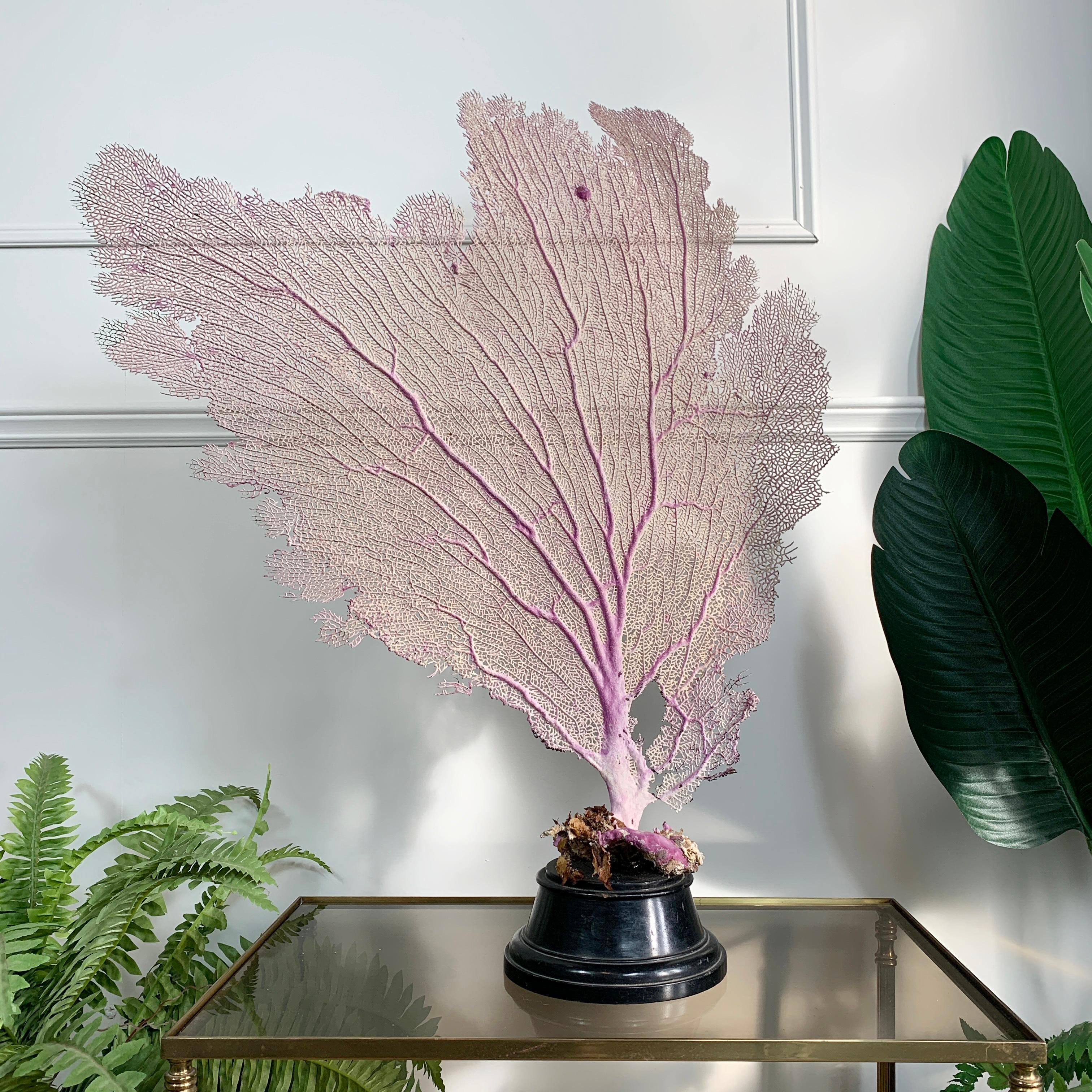 19th Century Purple Sea Fan Coral Mounted on an Ebonised Base For Sale