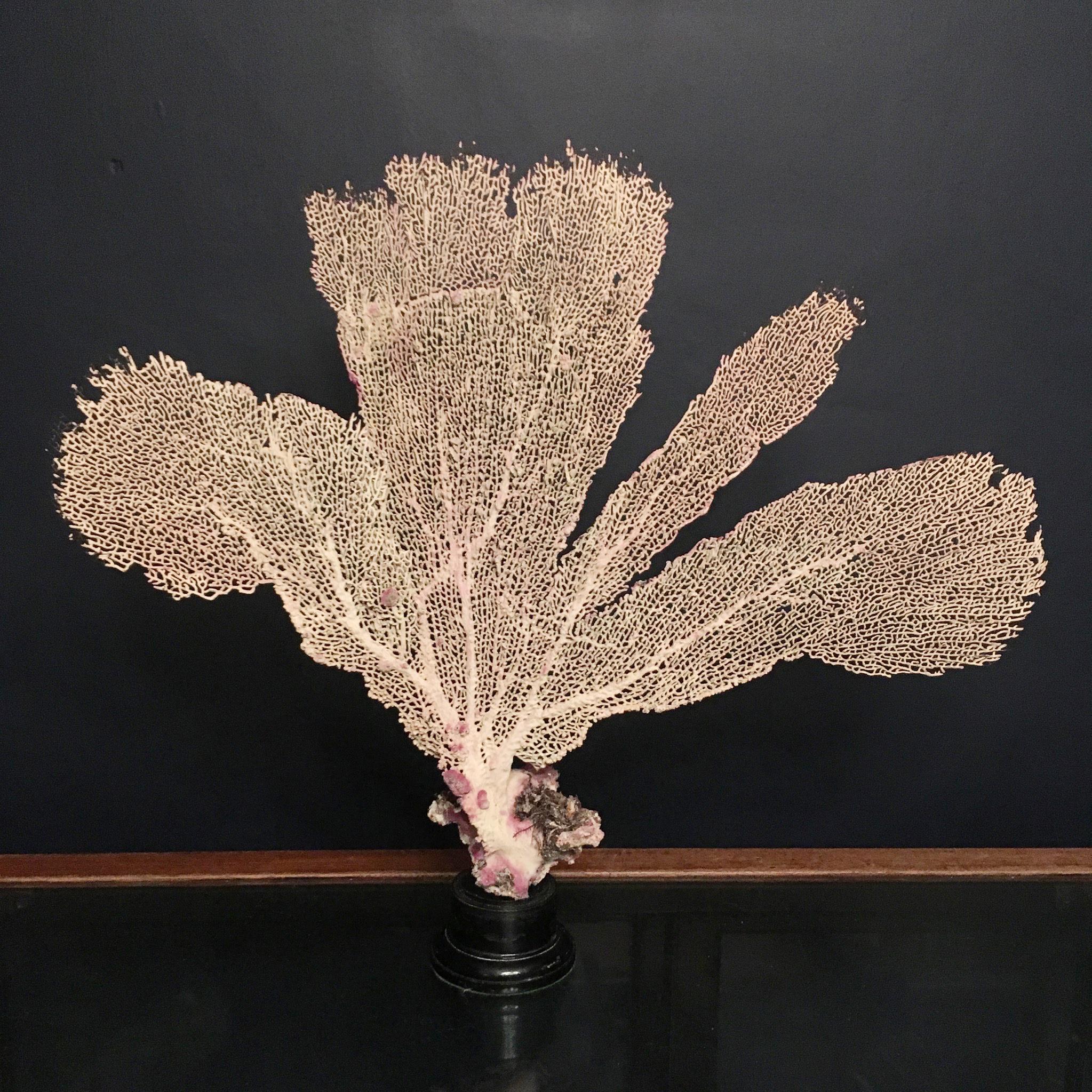 Natural Sea Fan Coral Mounted on an Ebonized Base 4