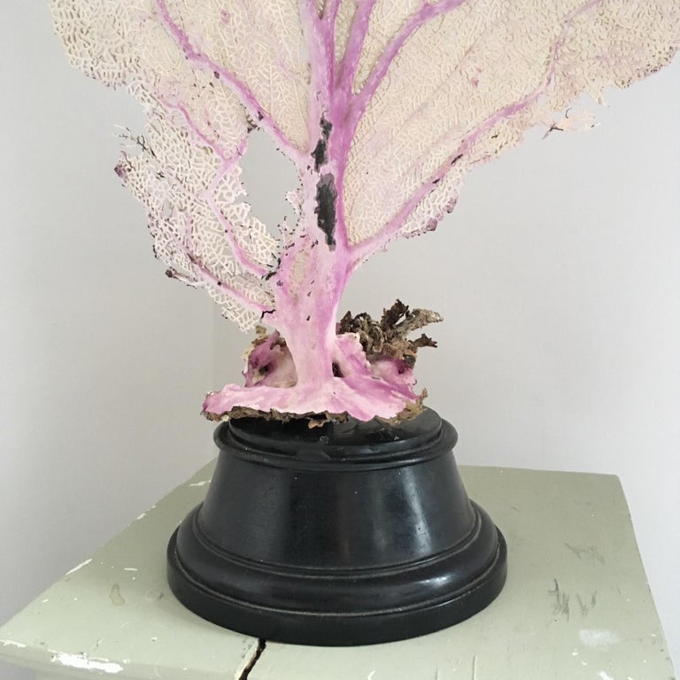 Natural Sea Fan Coral Mounted on an Ebonised Base For Sale at 1stDibs