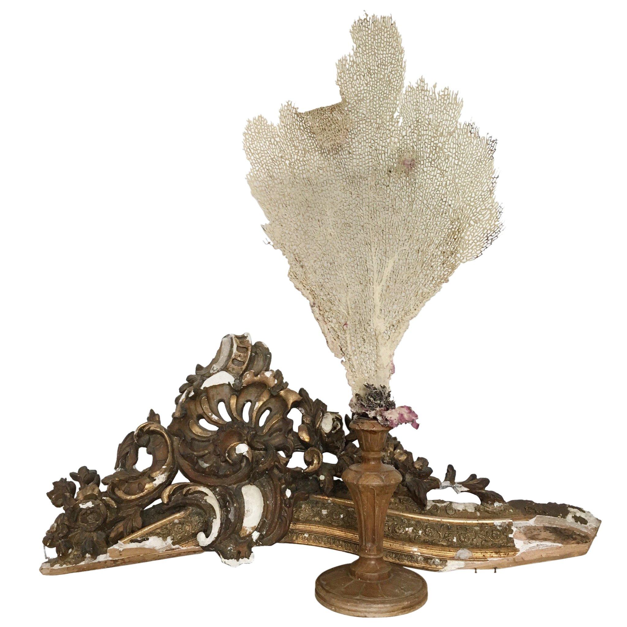 Natural Sea Fan Coral Mounted on Vintage Wooden Base 2