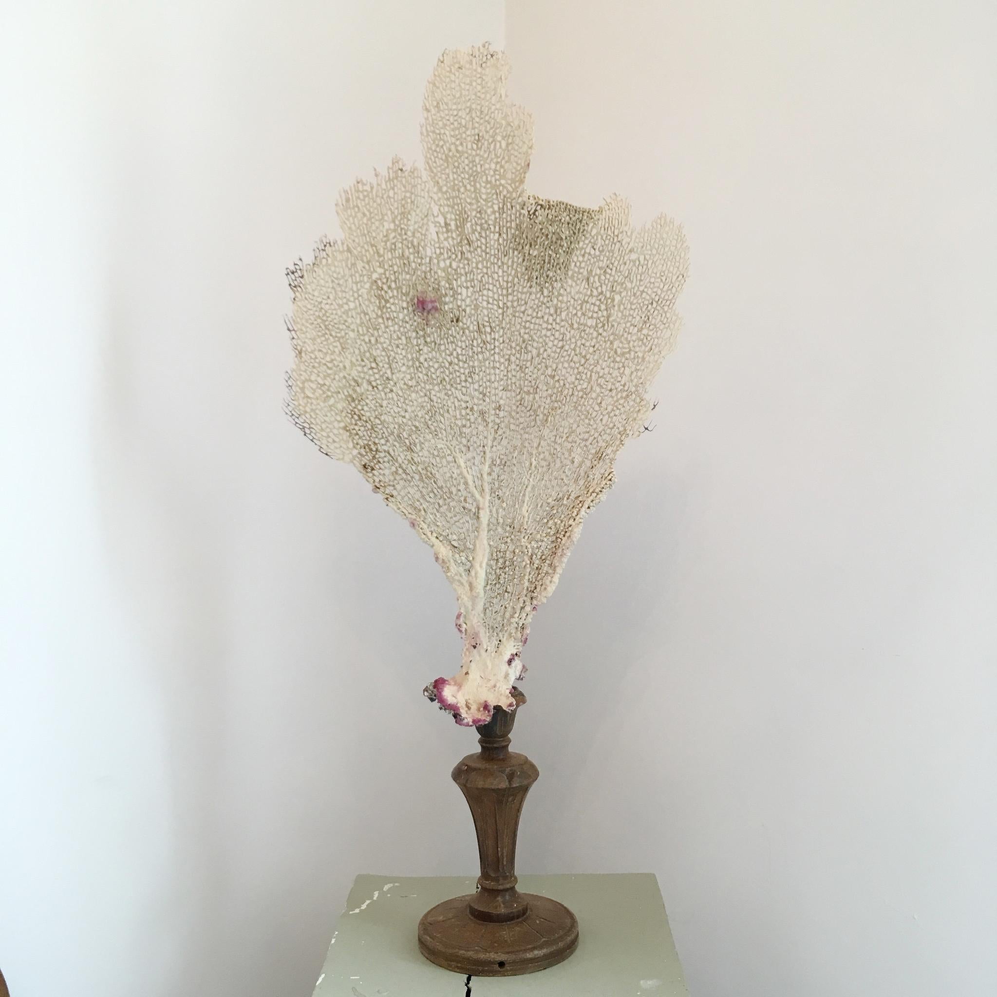 Natural Sea Fan Coral Mounted on Vintage Wooden Base 1