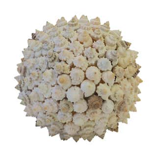 Large Collection of Exotic Sea Shells For Sale at 1stDibs