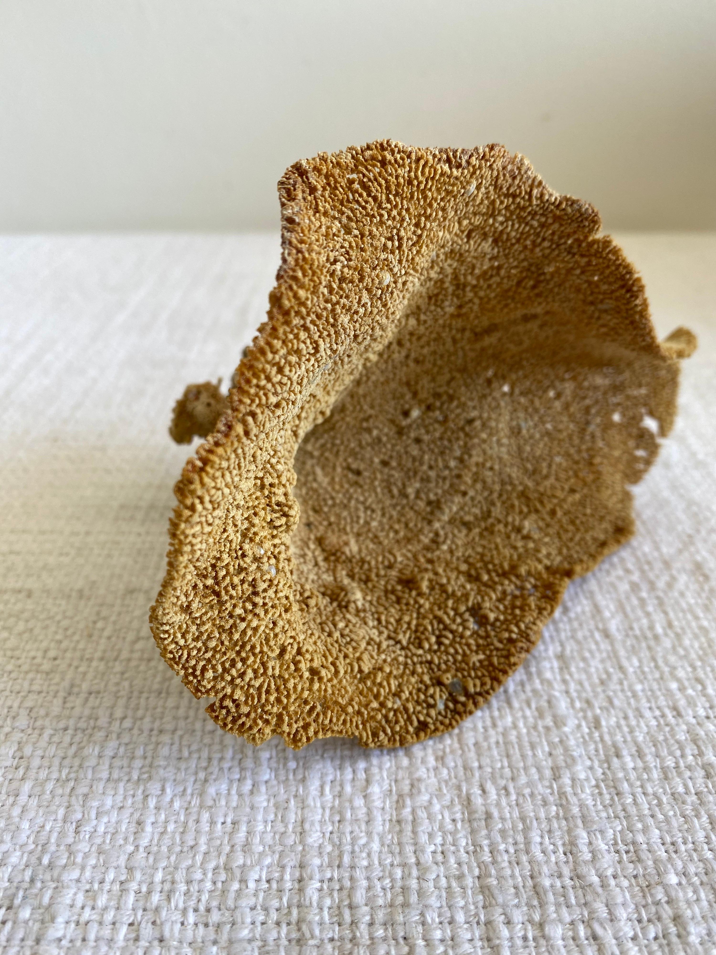 Beautiful natural sea sponge. 
This coral is real, not faux, and color is natural, not dyed.
Size: 7