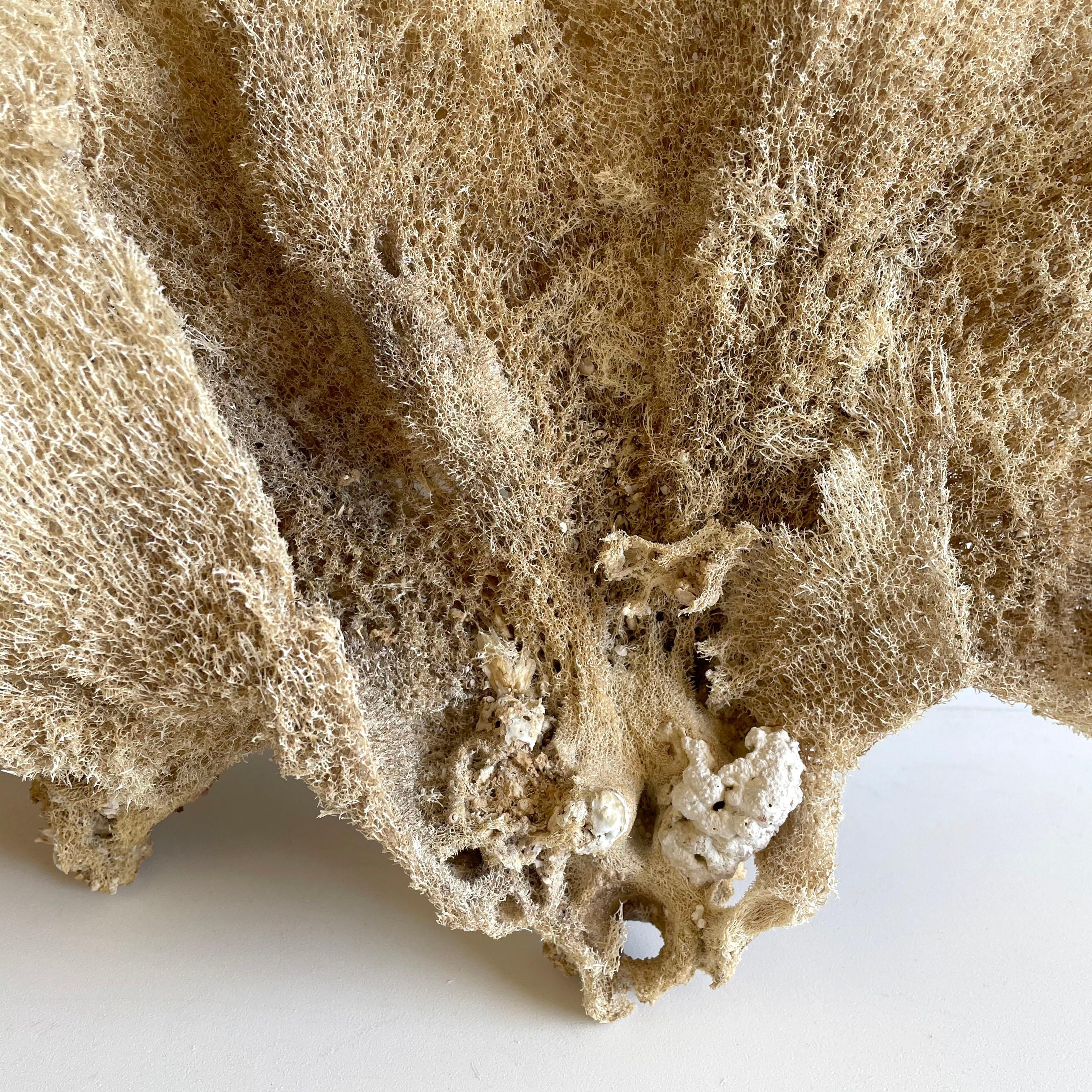 Sea sponge
Natural sea sponge in a large fan shape.
Size: 25” x 15” x 3”.
 
