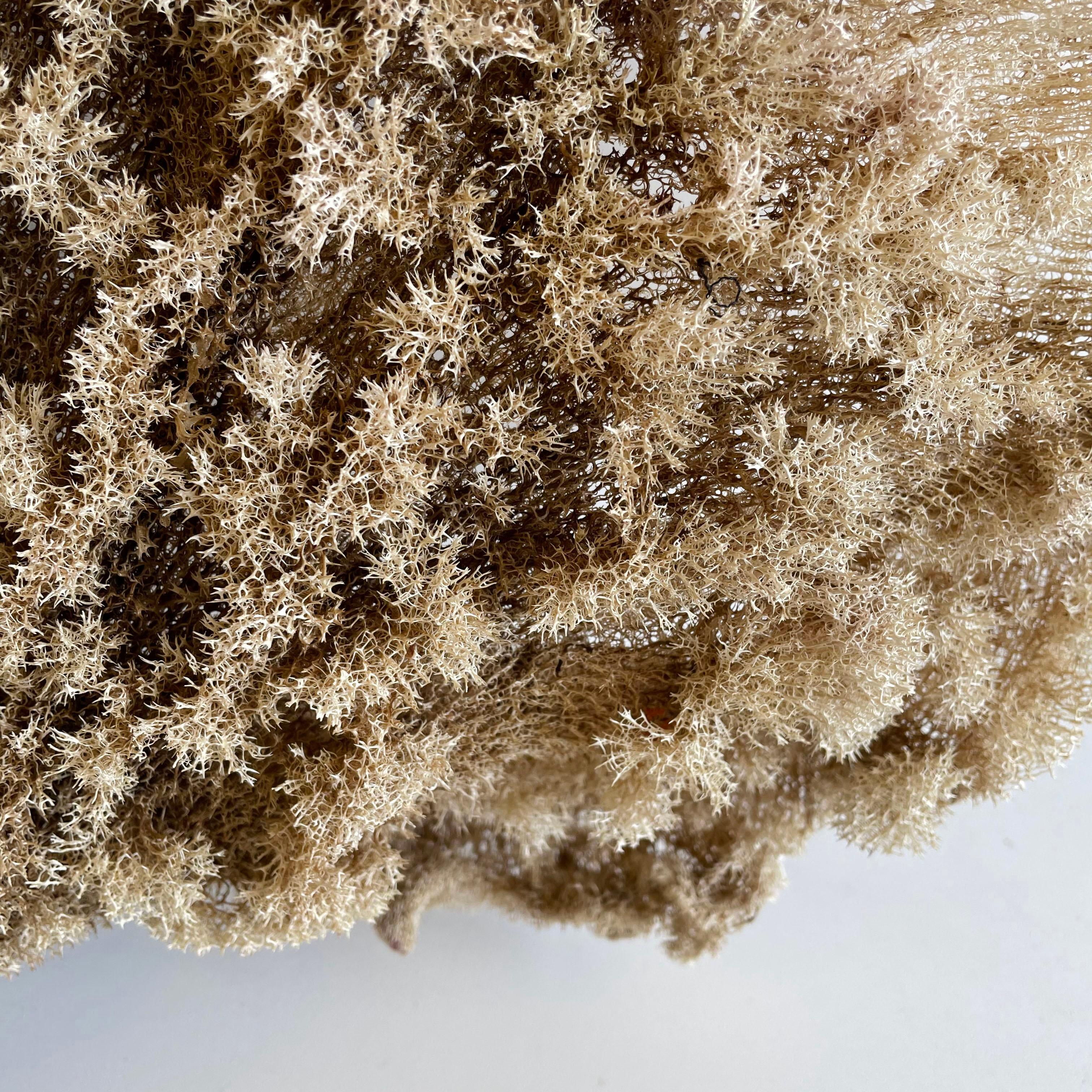 Natural sea sponge
Natural sea sponge in a large fan shape.
Size: 25” x 15” x 3”.