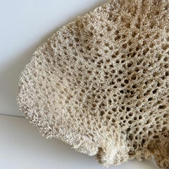 Natural Sea Sponge