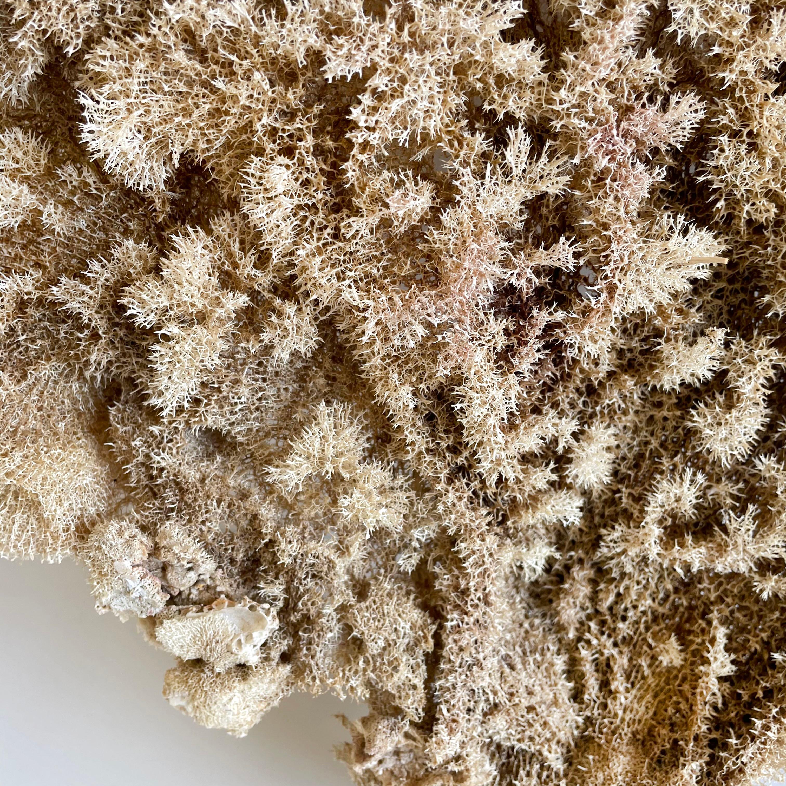 Natural Sea Sponge In Good Condition In Brea, CA