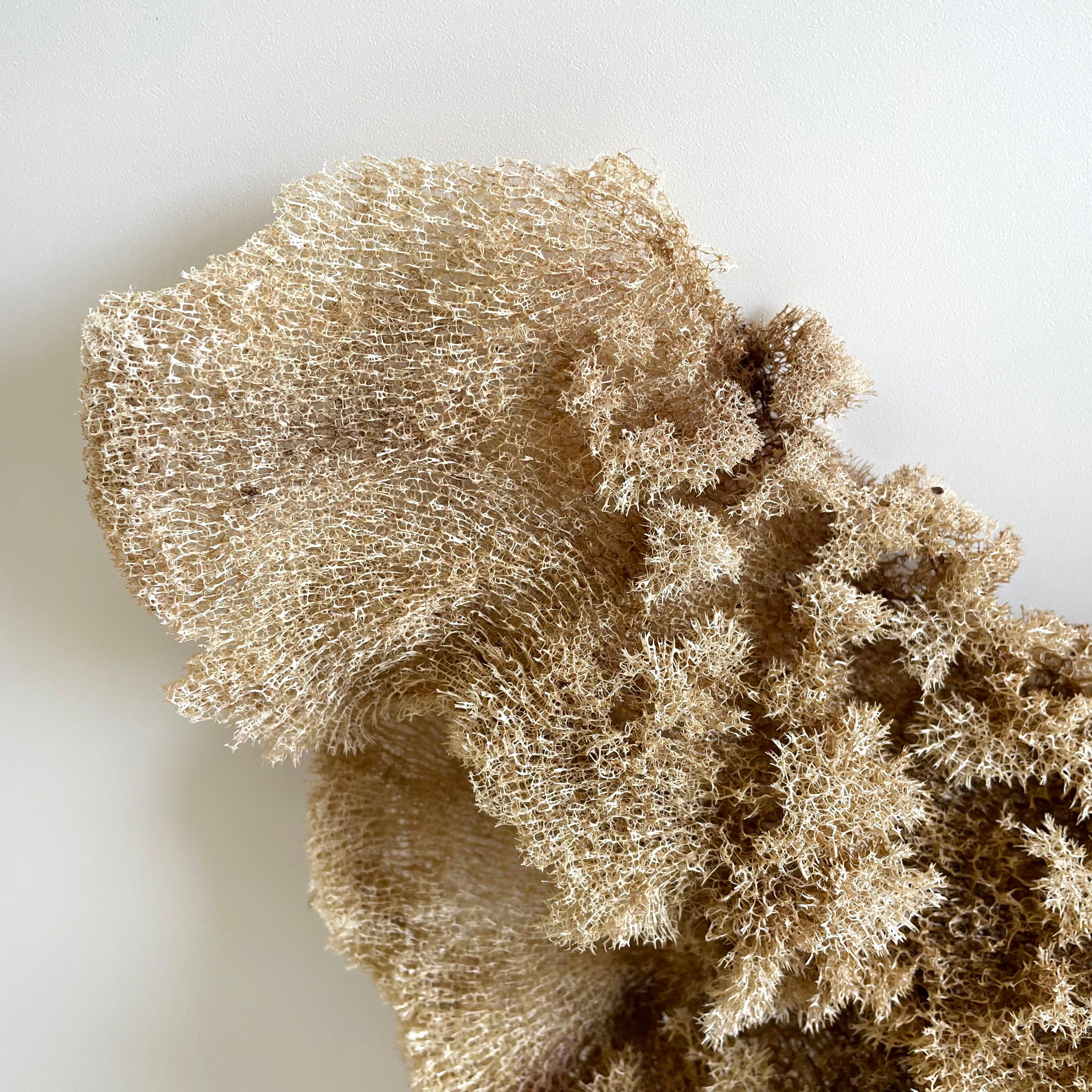 Coral Natural Sea Sponge