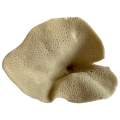 Natural Sea Sponge