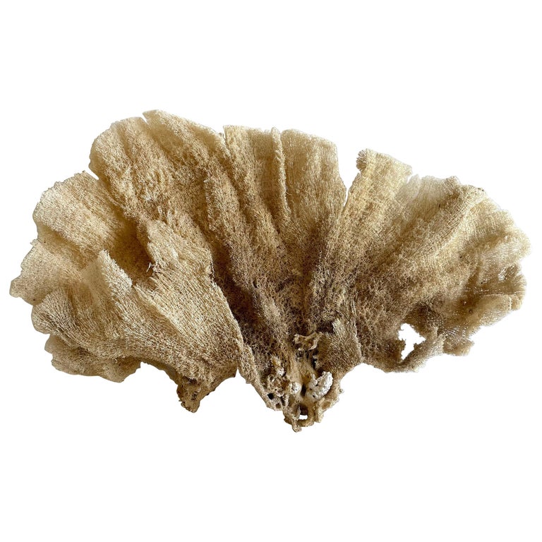 Natural Sea Sponge For Sale at 1stDibs