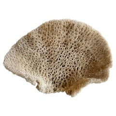 Natural Sea Sponge