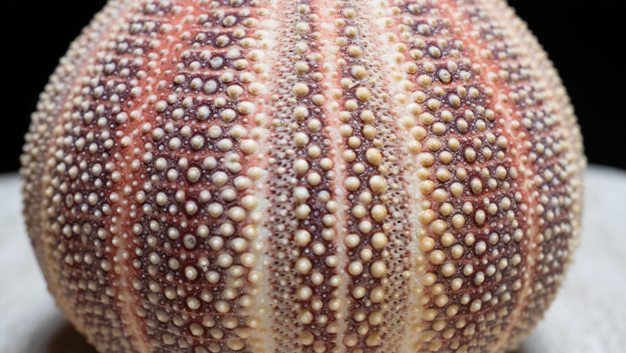 Natural Sea Urchin Vessel with Silver Interior Siglo XXI y contemporáneo en venta