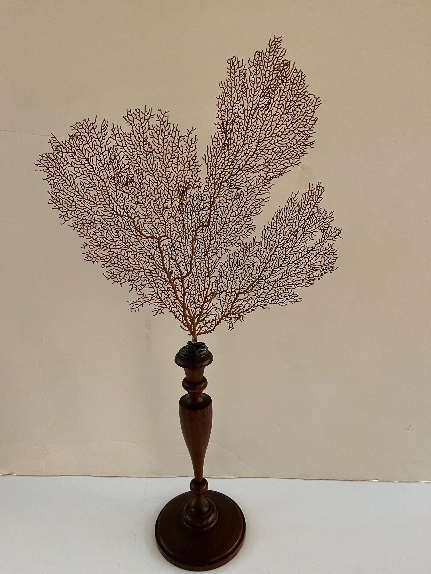 Vintage Set of Three Natural Sea Fan Sculptures on One Black Candlestick Stand and Two on Medium Walnut Color Candlestick, Clear Lacquered to Preserved Natural Color, real preserved dried Sea Fan, Soft cool Coral Home Decor.
Dimensions: 
14