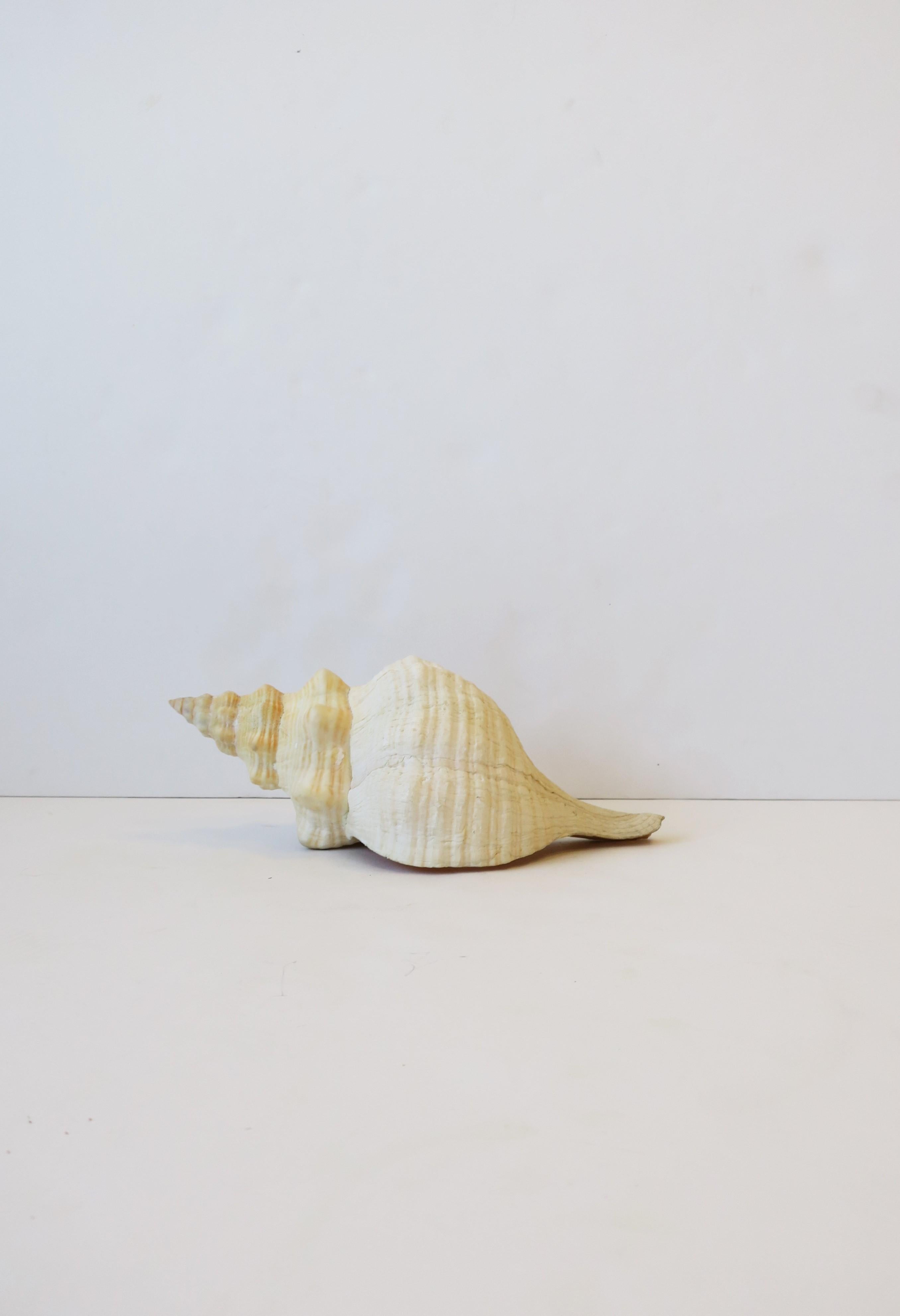 A relatively large natural seashell from the sea. A great decorative object as shown. In neutral hues. Shell is a nice size as demonstrated. Dimensions: 5.5