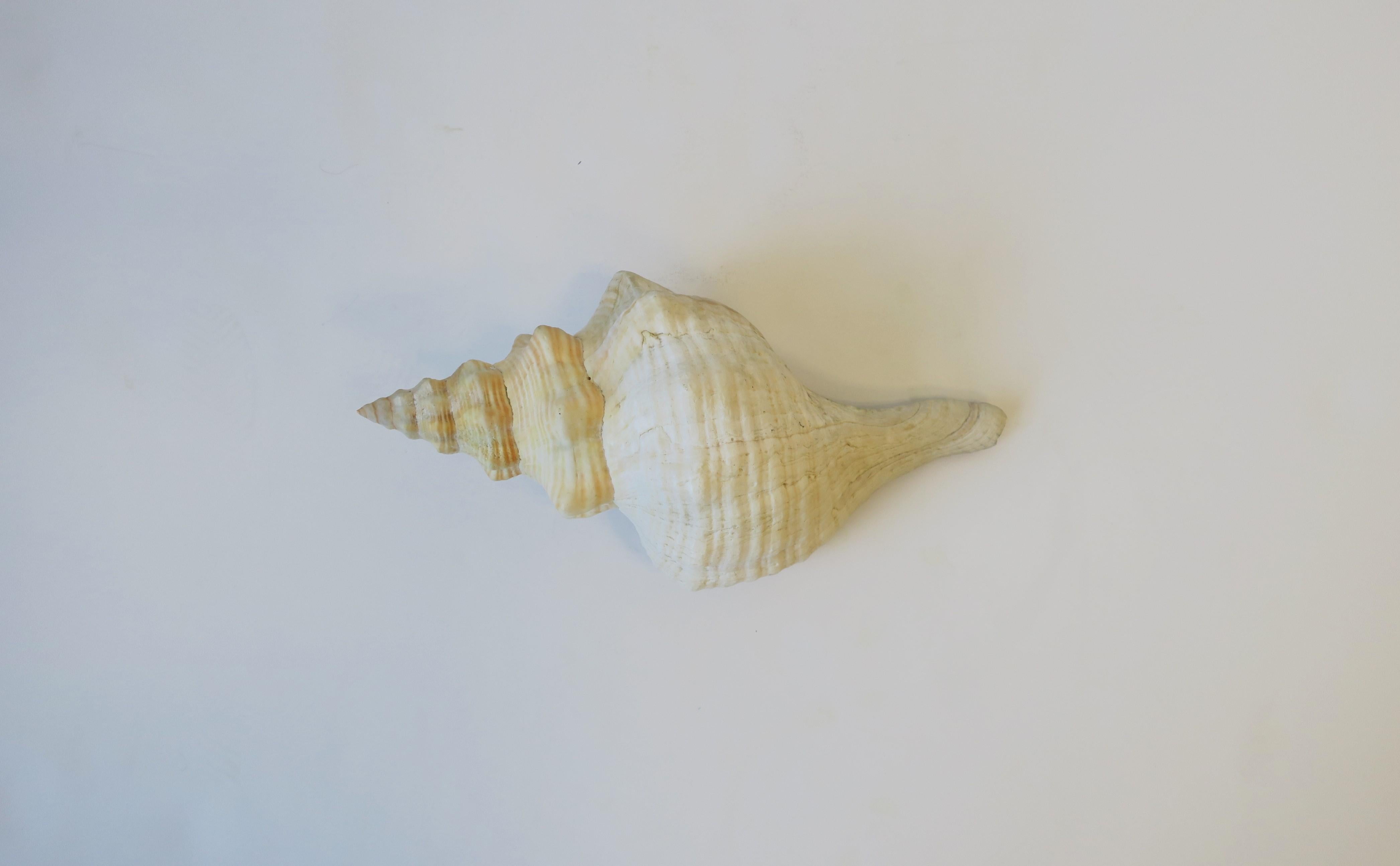 pointy seashell