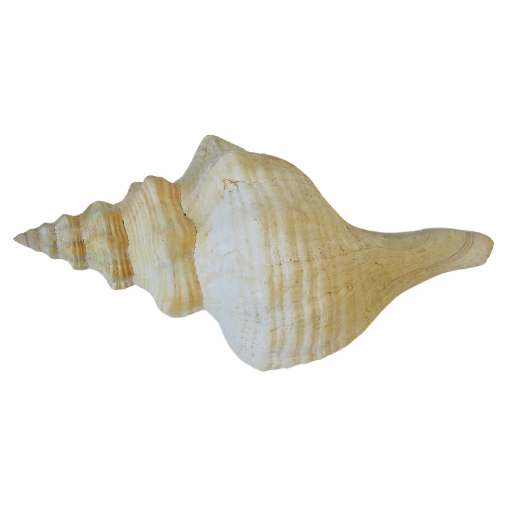 pointy seashell