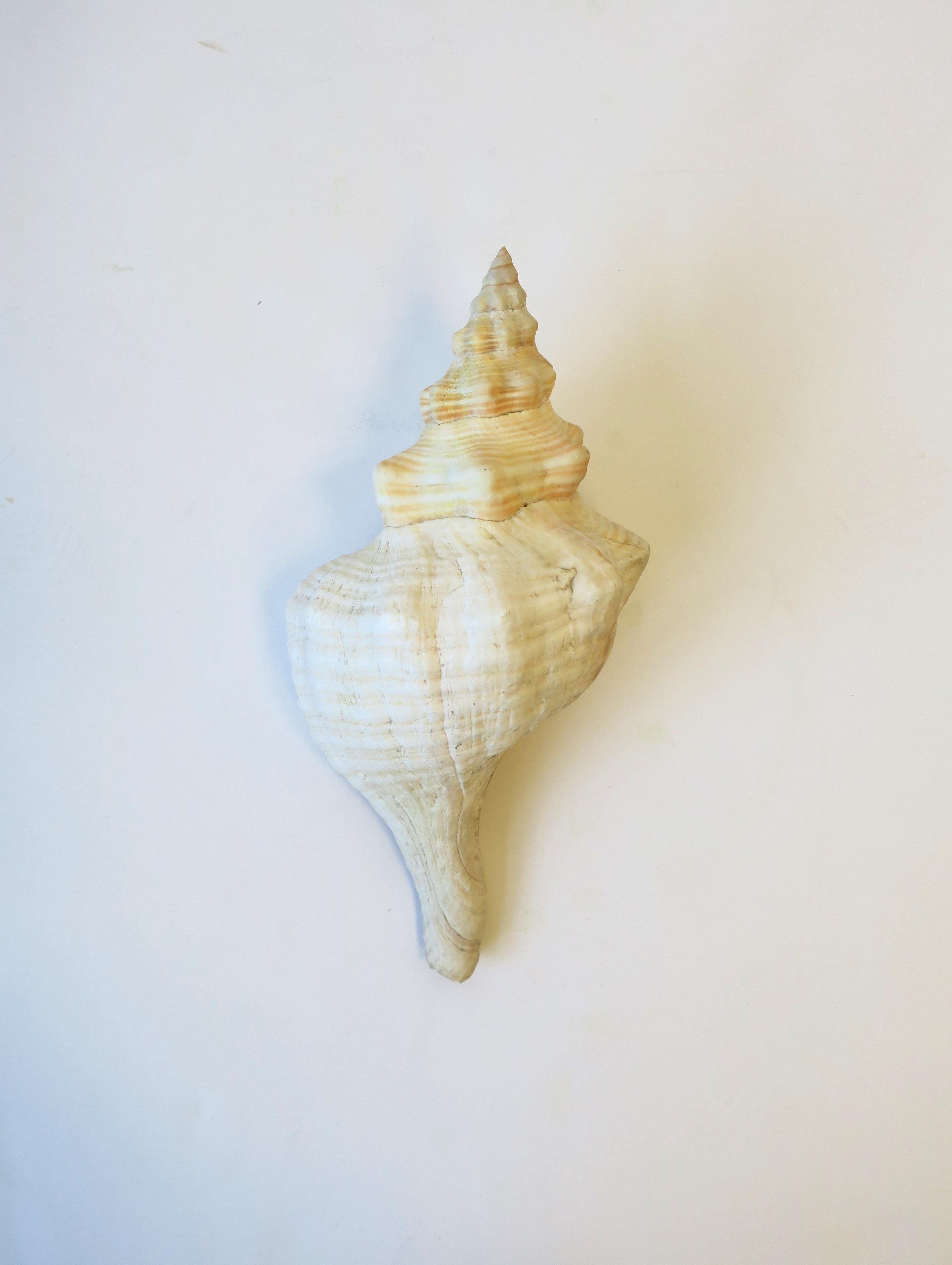 spiky spiral shell