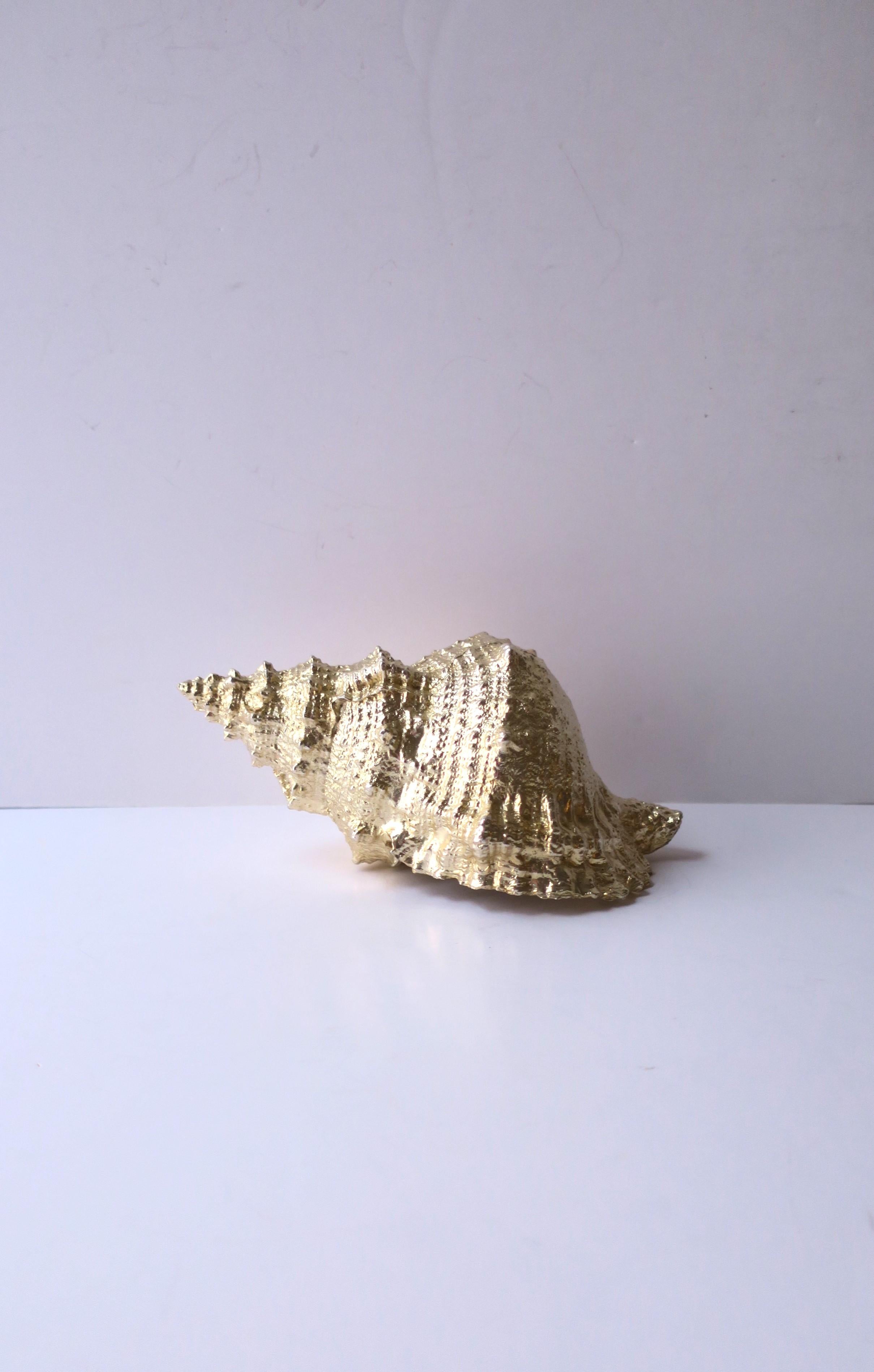 Contemporary Natural Seashell  For Sale