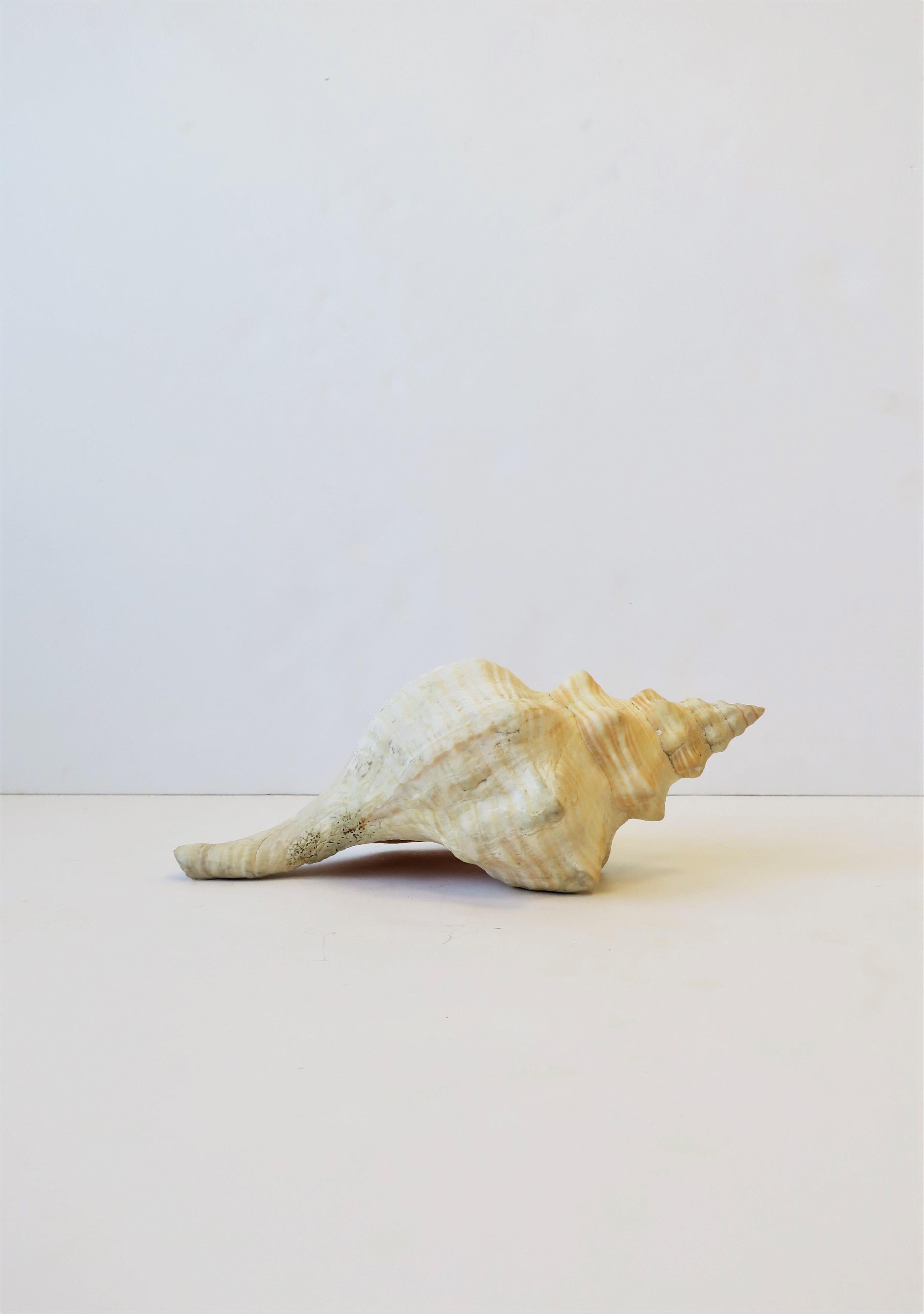 Organic Modern Seashell  For Sale