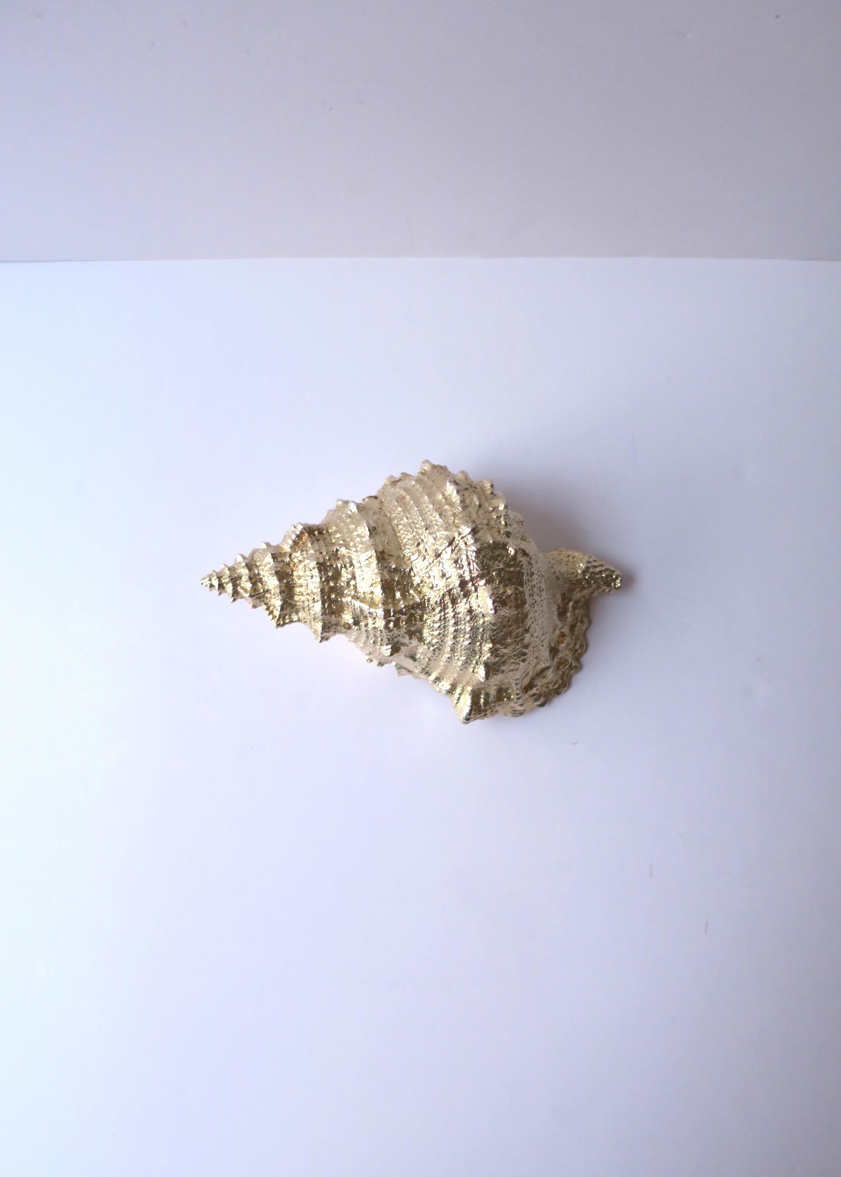 Shell Natural Seashell  For Sale