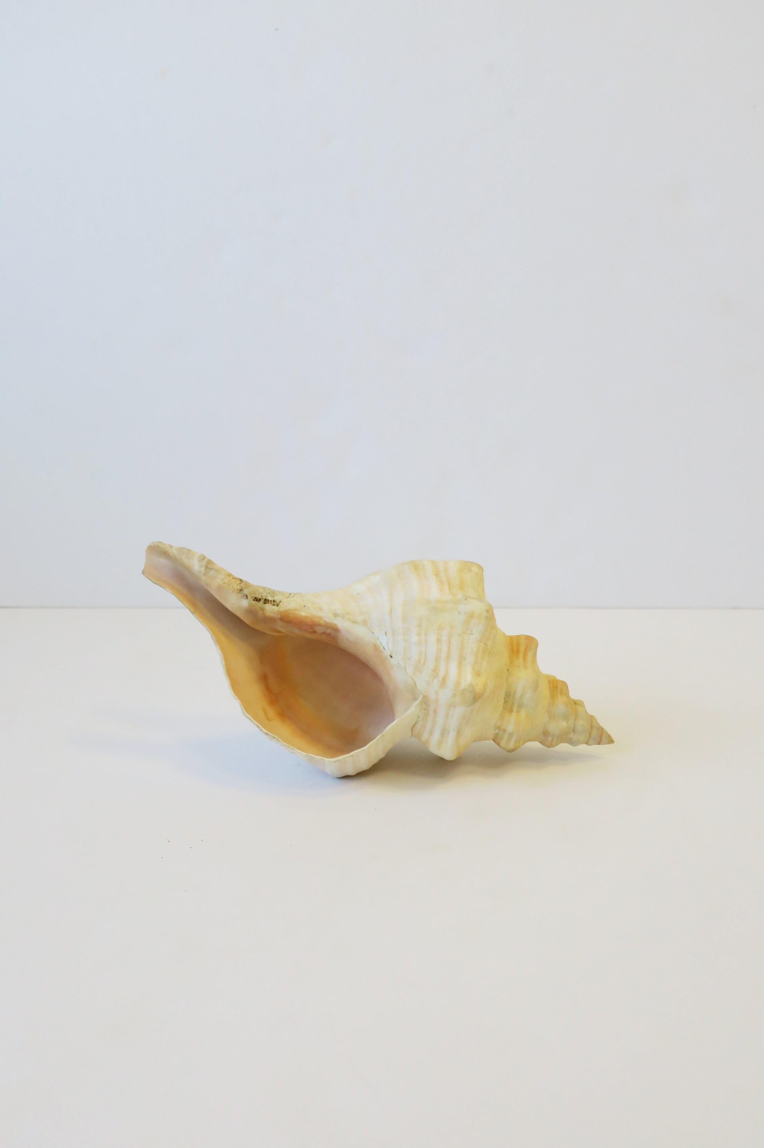Seashell  In Good Condition For Sale In New York, NY