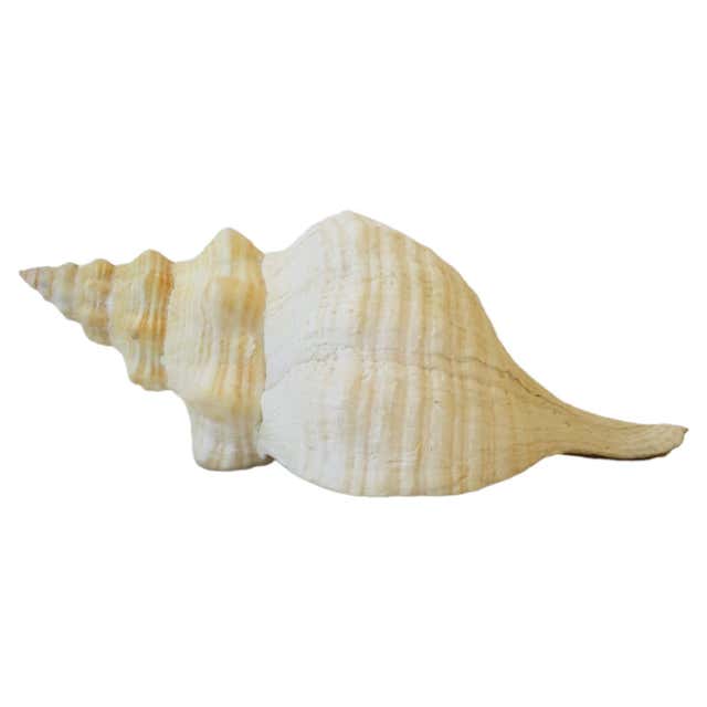 Large Natural Queen Conch Shell at 1stDibs | queen conch shell for sale ...