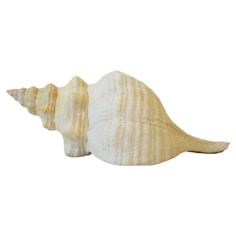 Large Natural Queen Conch Shell at 1stDibs | queen conch shell for sale ...