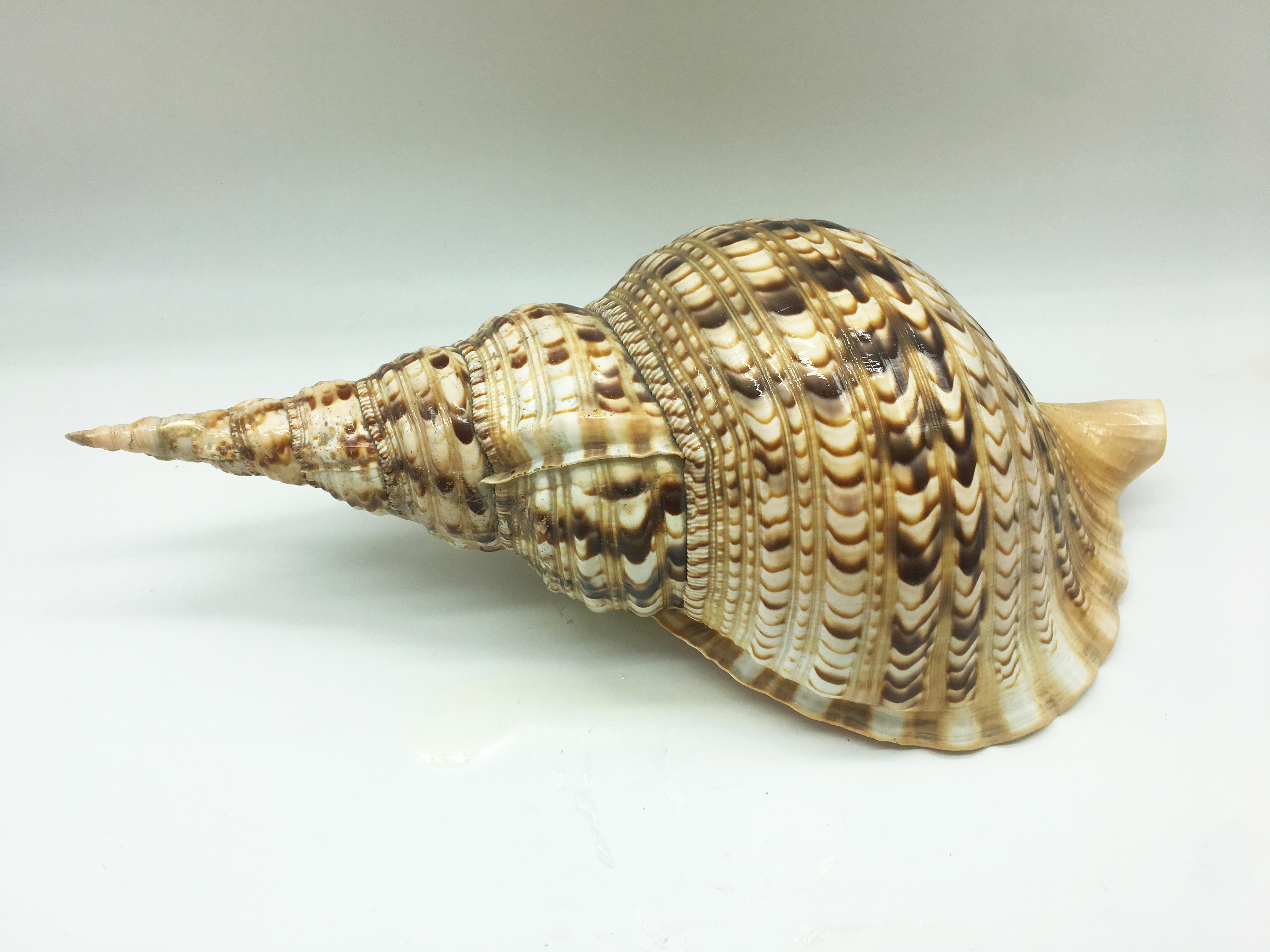 A beautiful natural specimen, Charonia is a genus of very large sea snail, commonly known as Triton's trumpet or Triton snail. They are marine gastropod mollusks in the monotypic family Charoniidae.
This species has a wide distribution, it has been